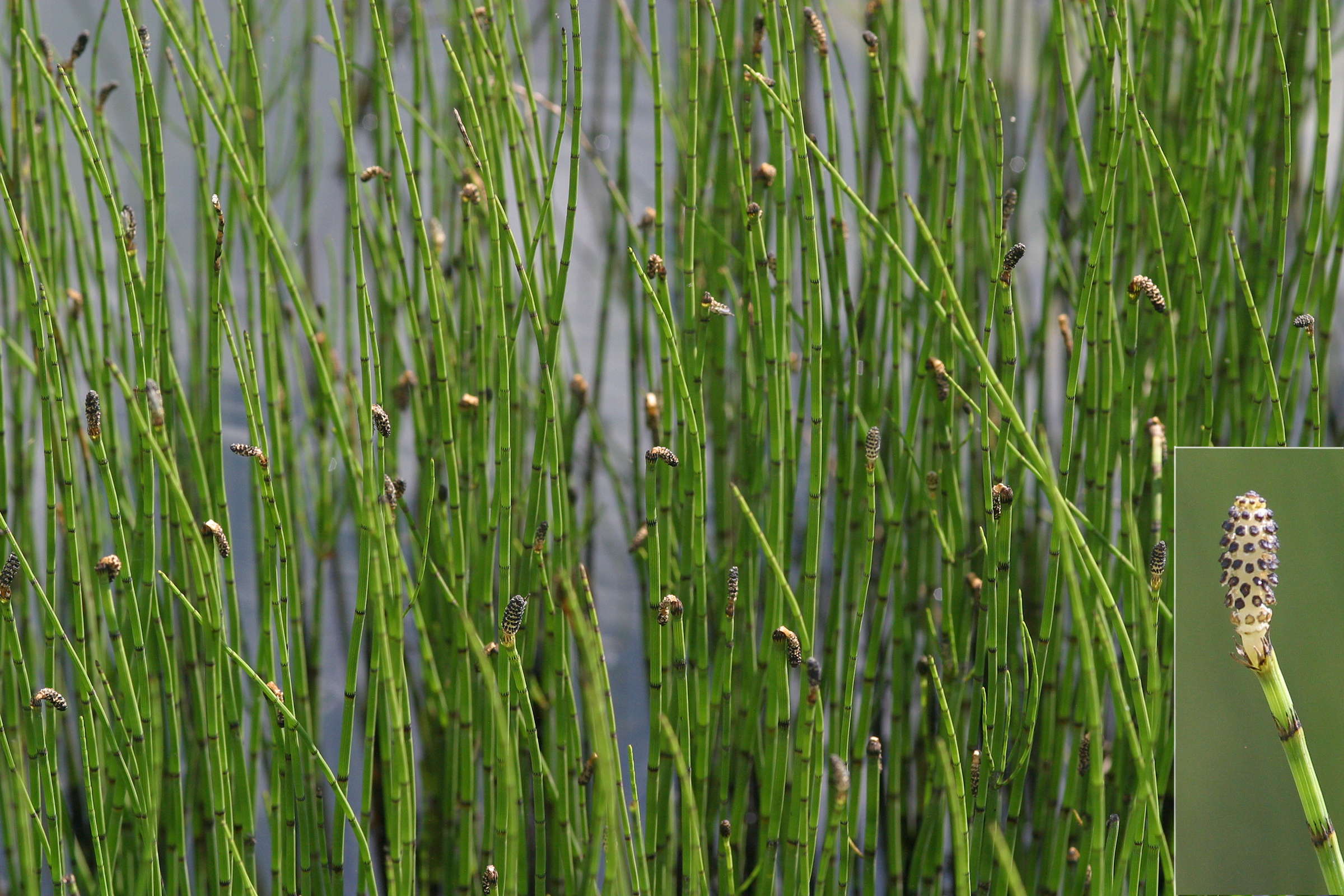 Afficher le média equisetum_fluviatile2md equisetum_fluviatile2md