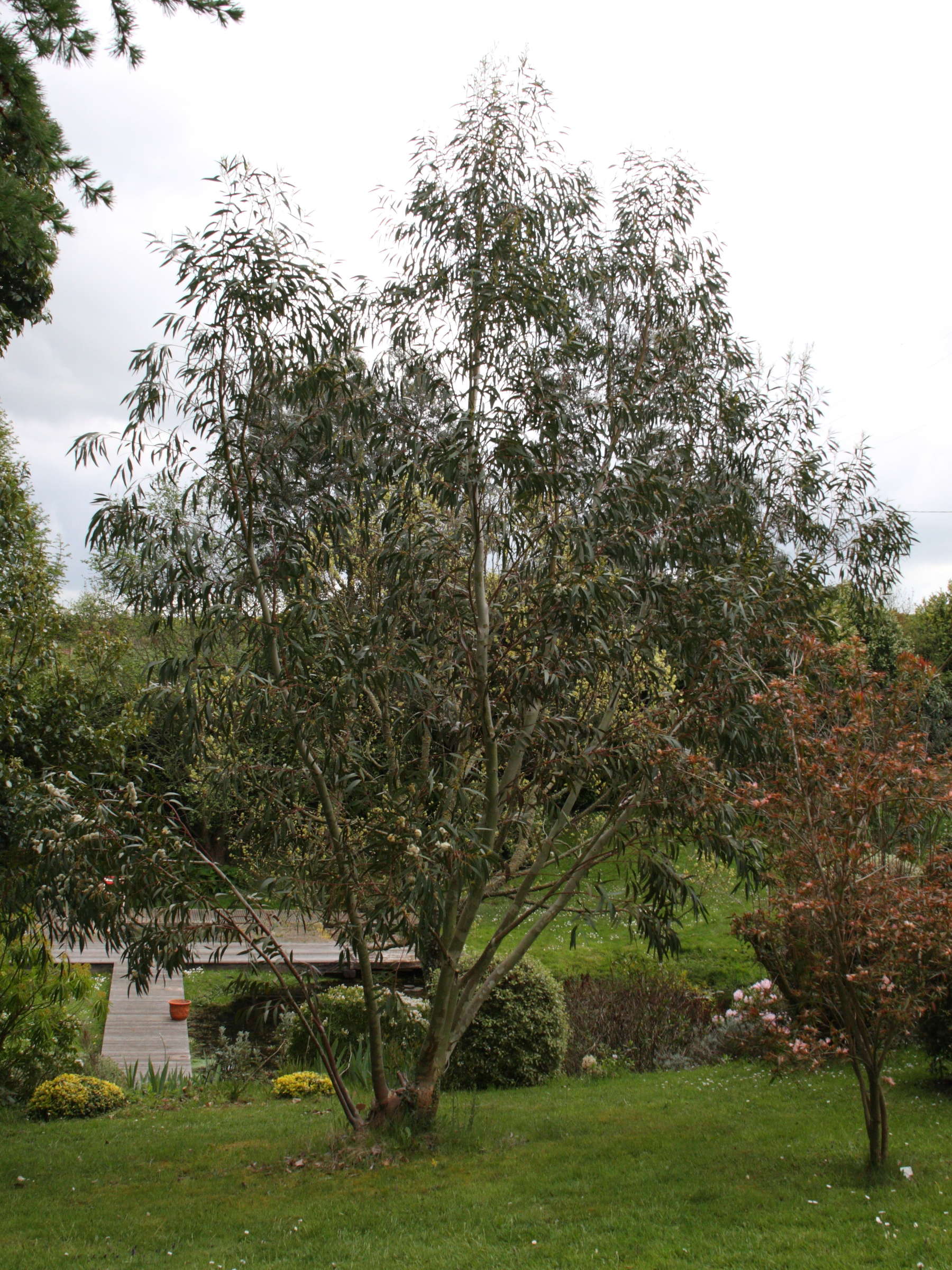 eucalyptus_gregsoniana4bd
