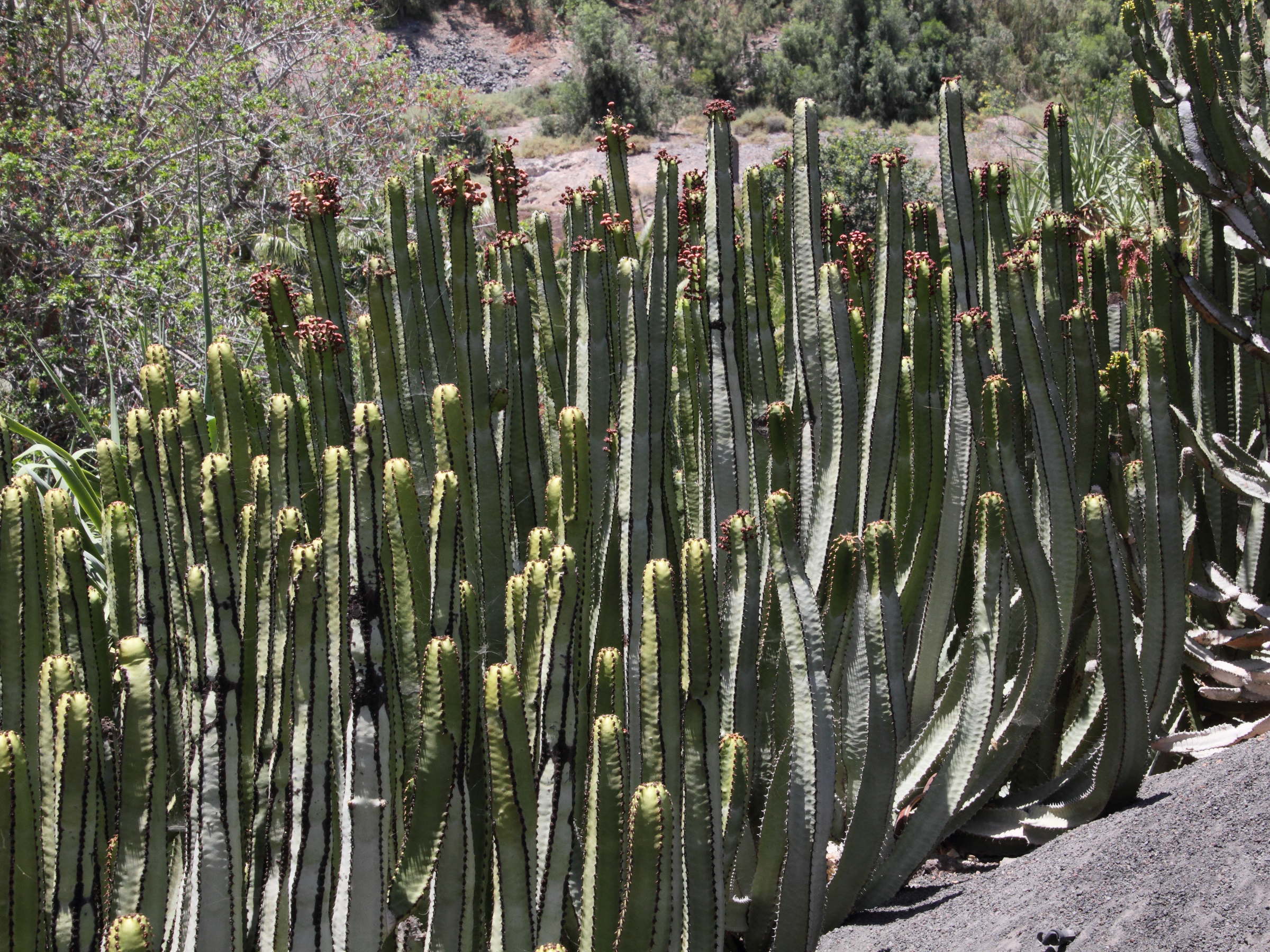euphorbia_canariensis2md