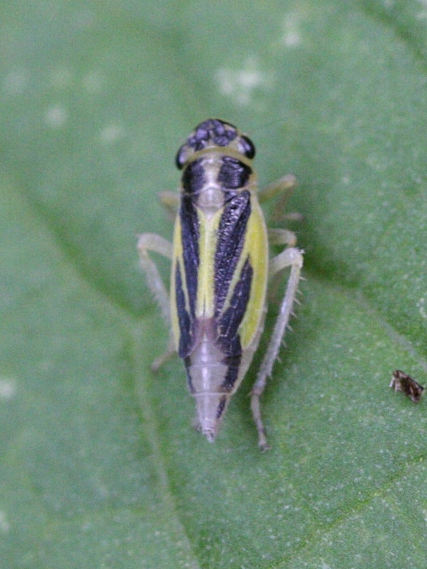 evacanthus_interruptus1bd