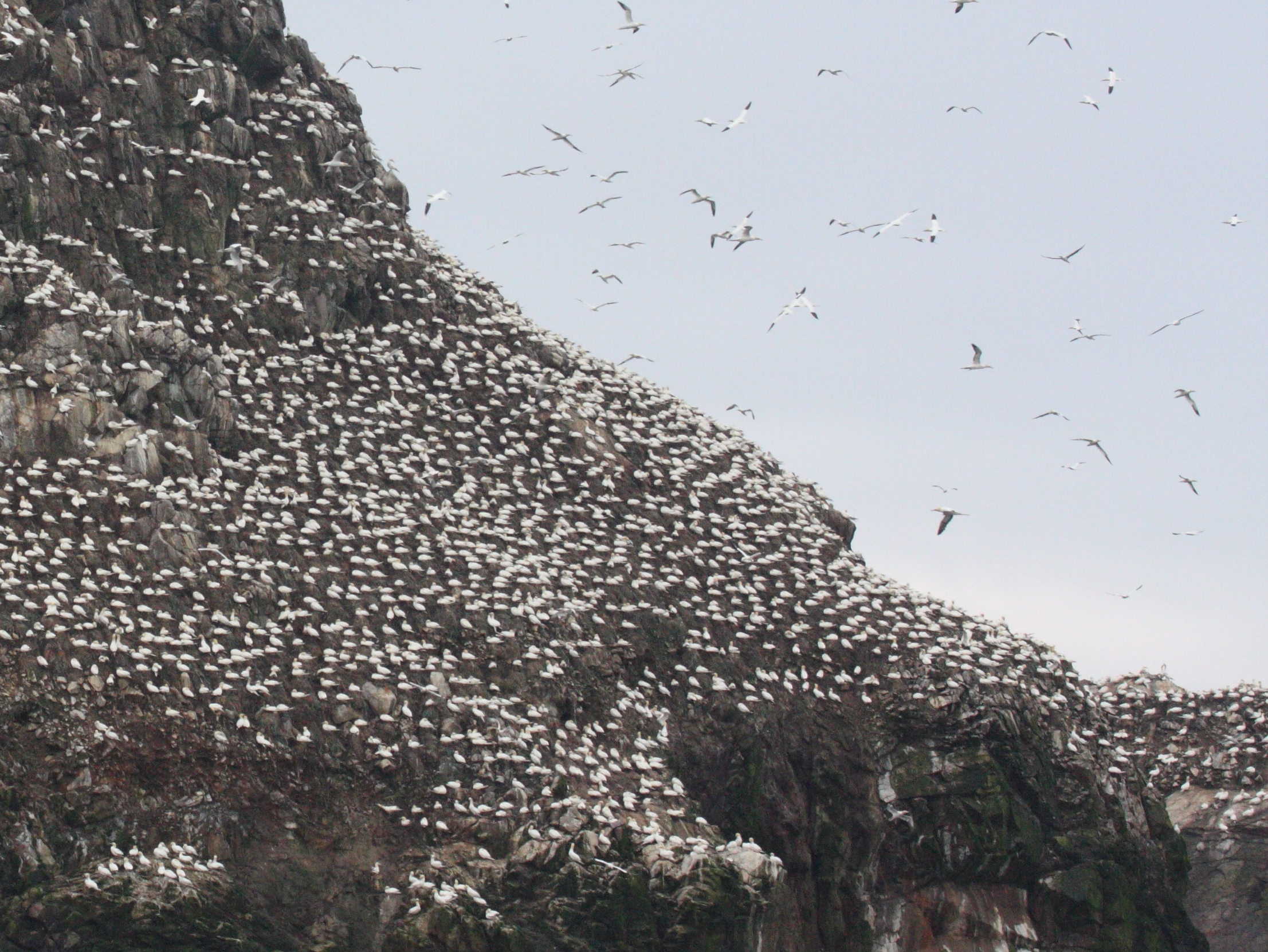 fou_de_bassan_-_morus_bassanus9bbd