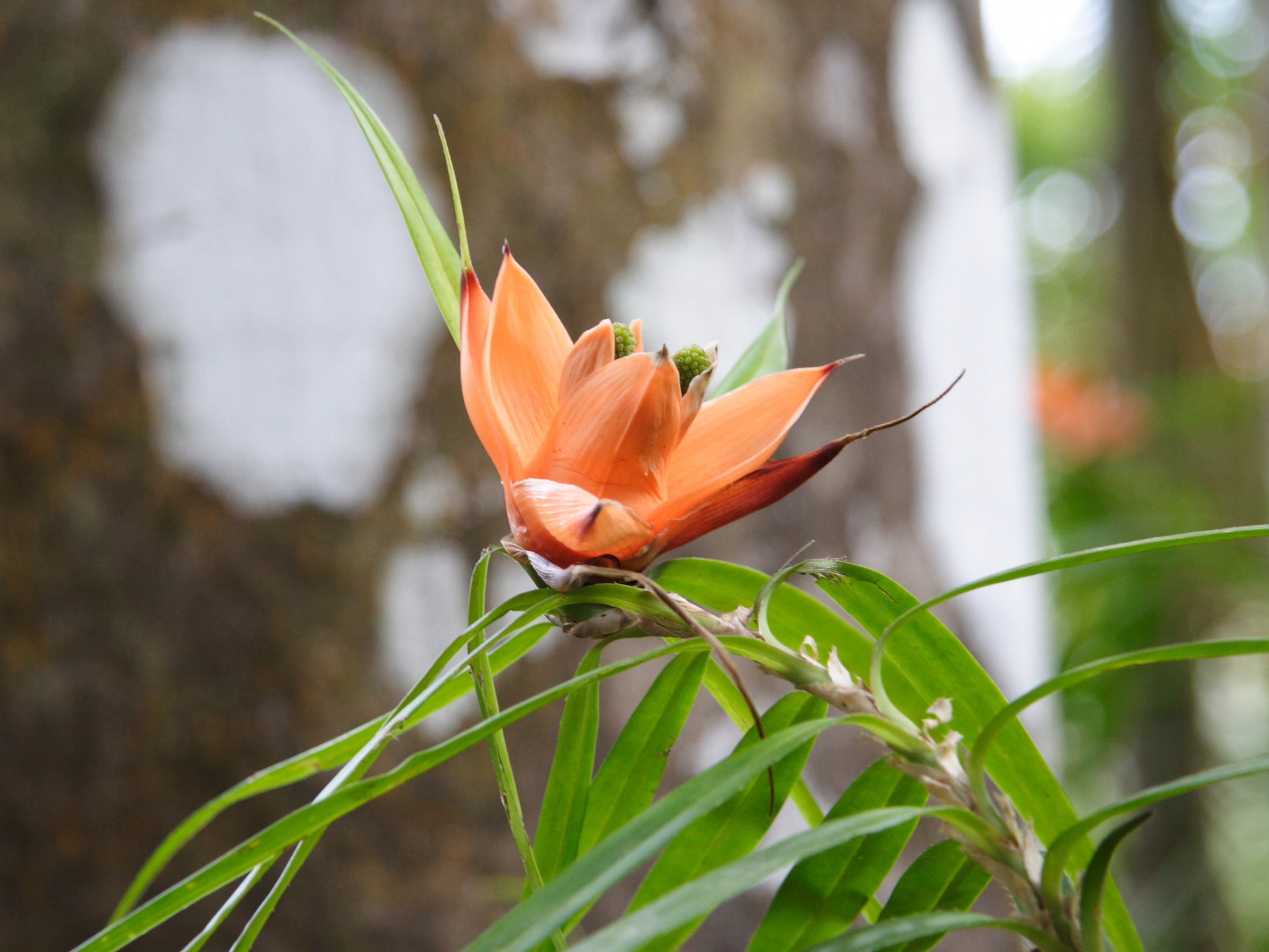 freycinetia_multiflora3md