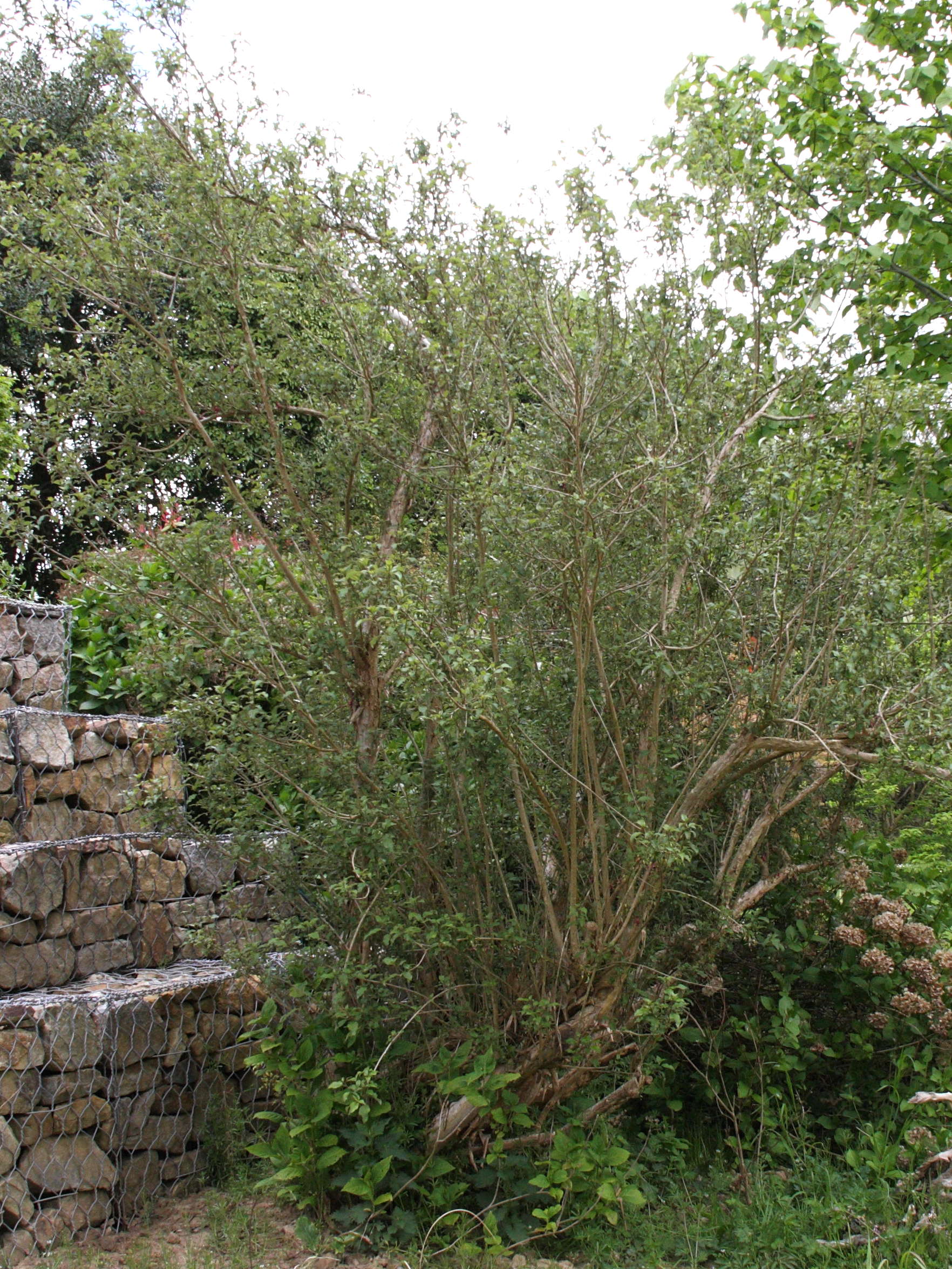 fuchsia_excorticata2bd