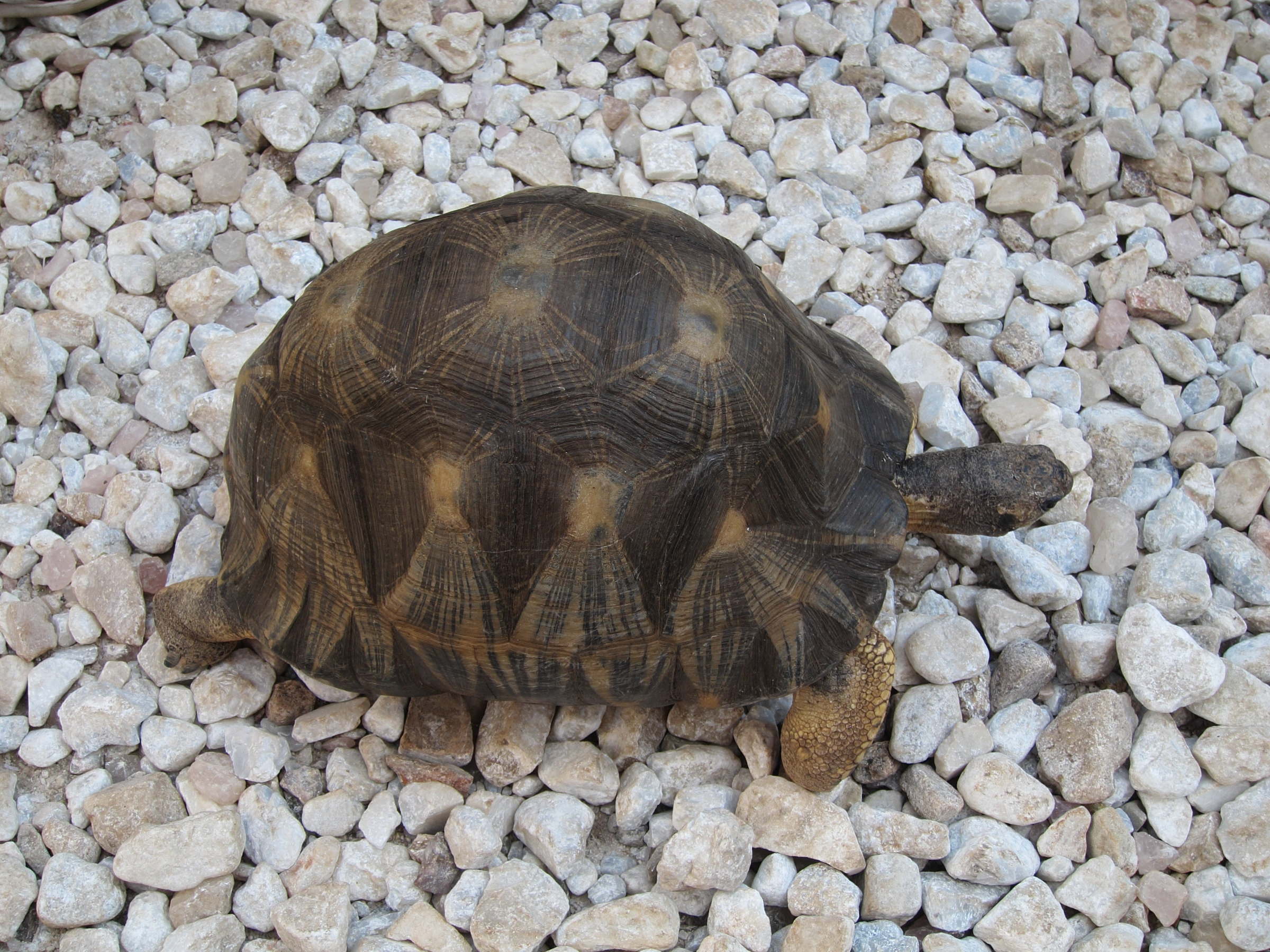 Afficher le média geochelone_radiata6bd geochelone_radiata6bd