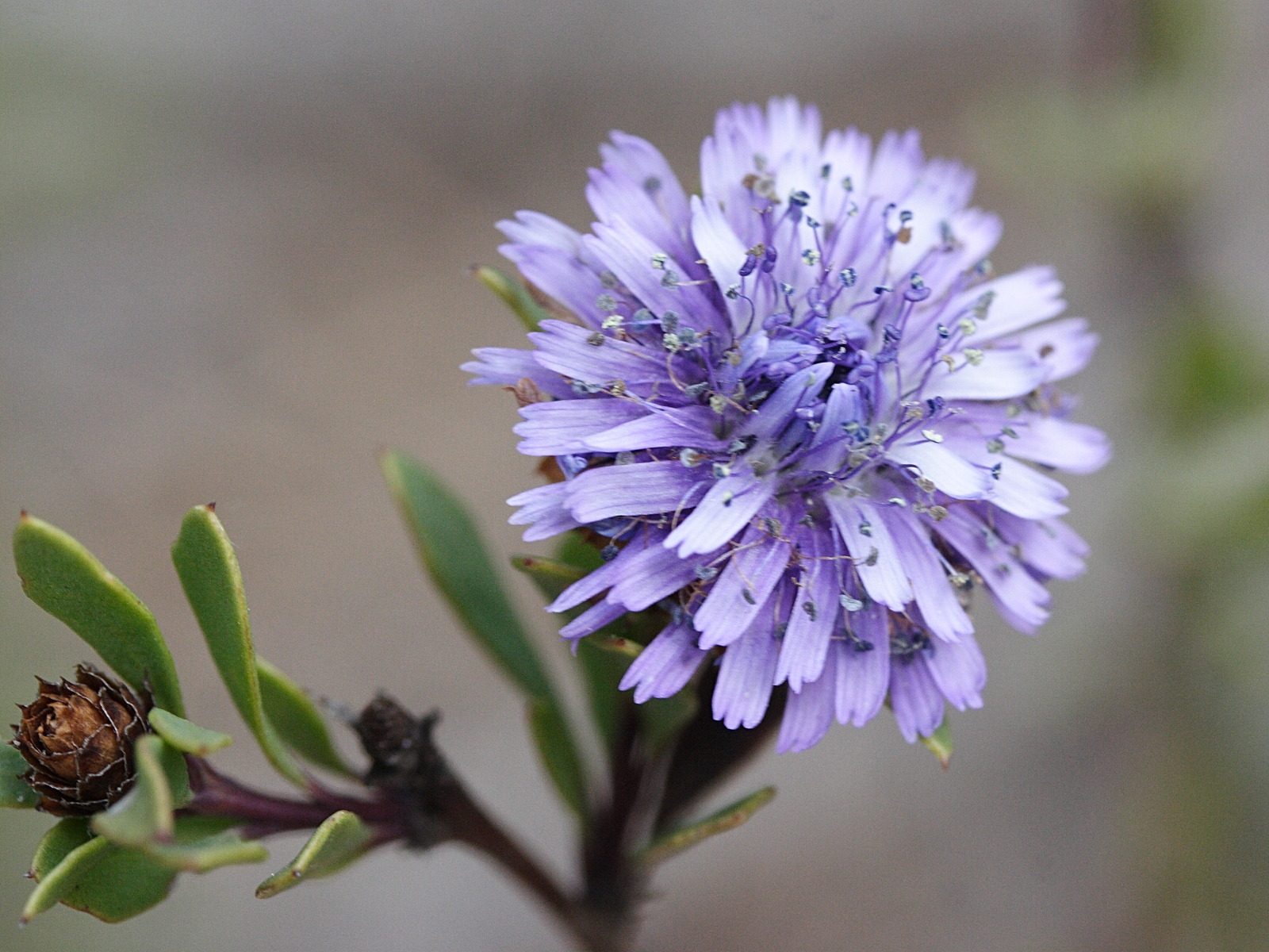 Afficher le média globularia_alypum2md globularia_alypum2md