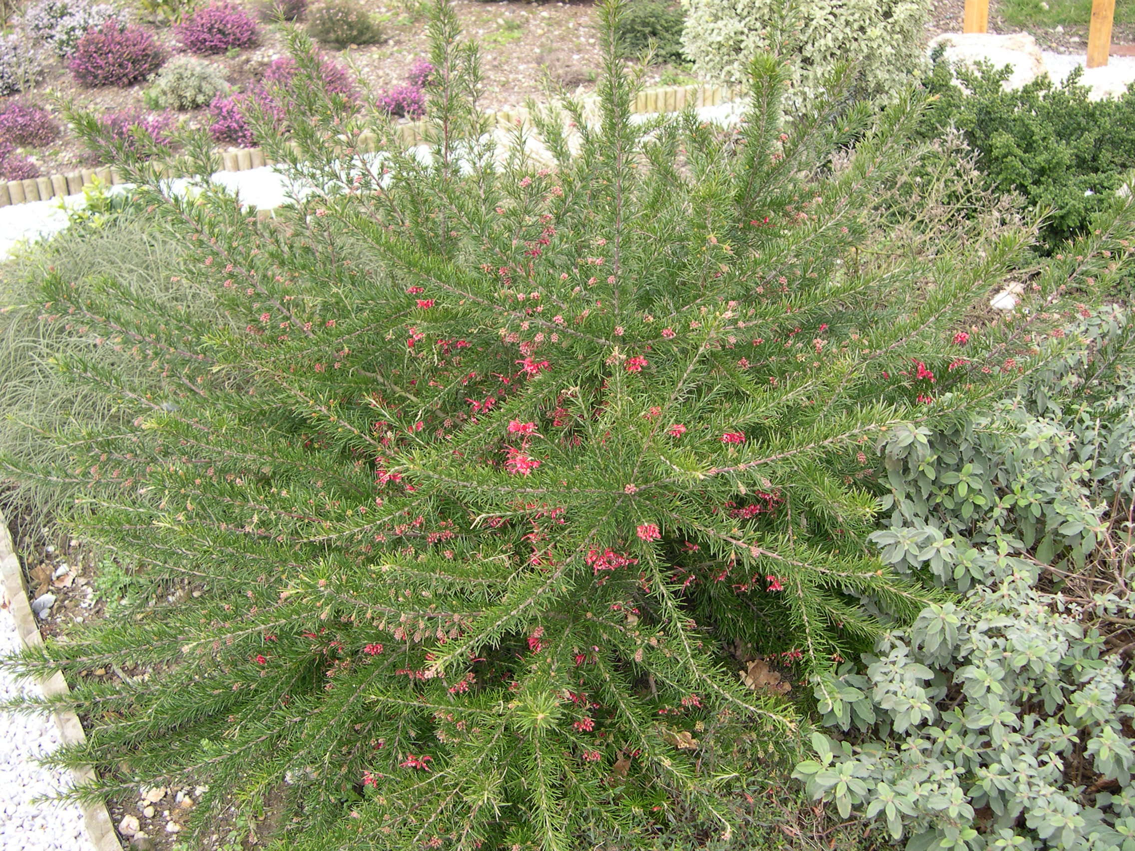 grevillea_rosmarinifolia3md