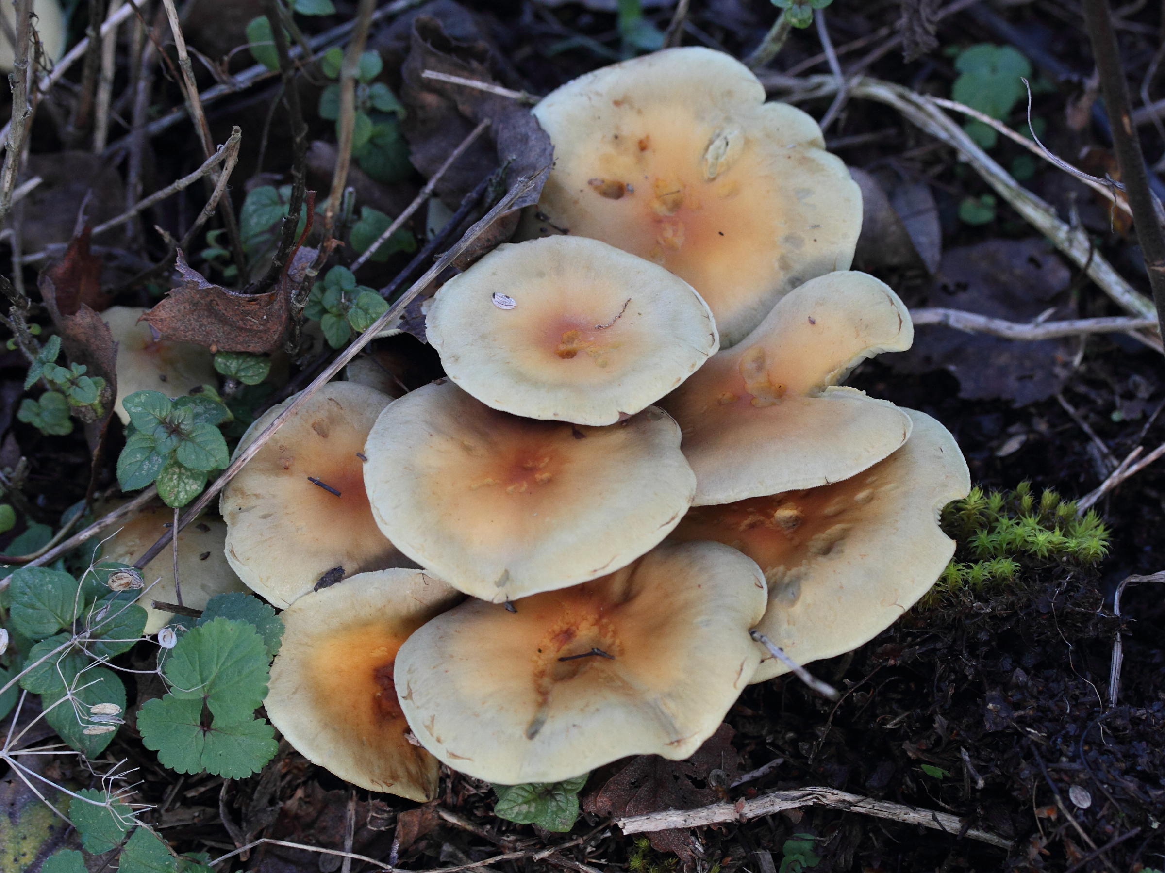 Afficher le média hebeloma_mesophaeum1md hebeloma_mesophaeum1md