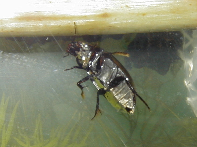 Afficher le média Hydrochara_caraboides Hydrochara_caraboides