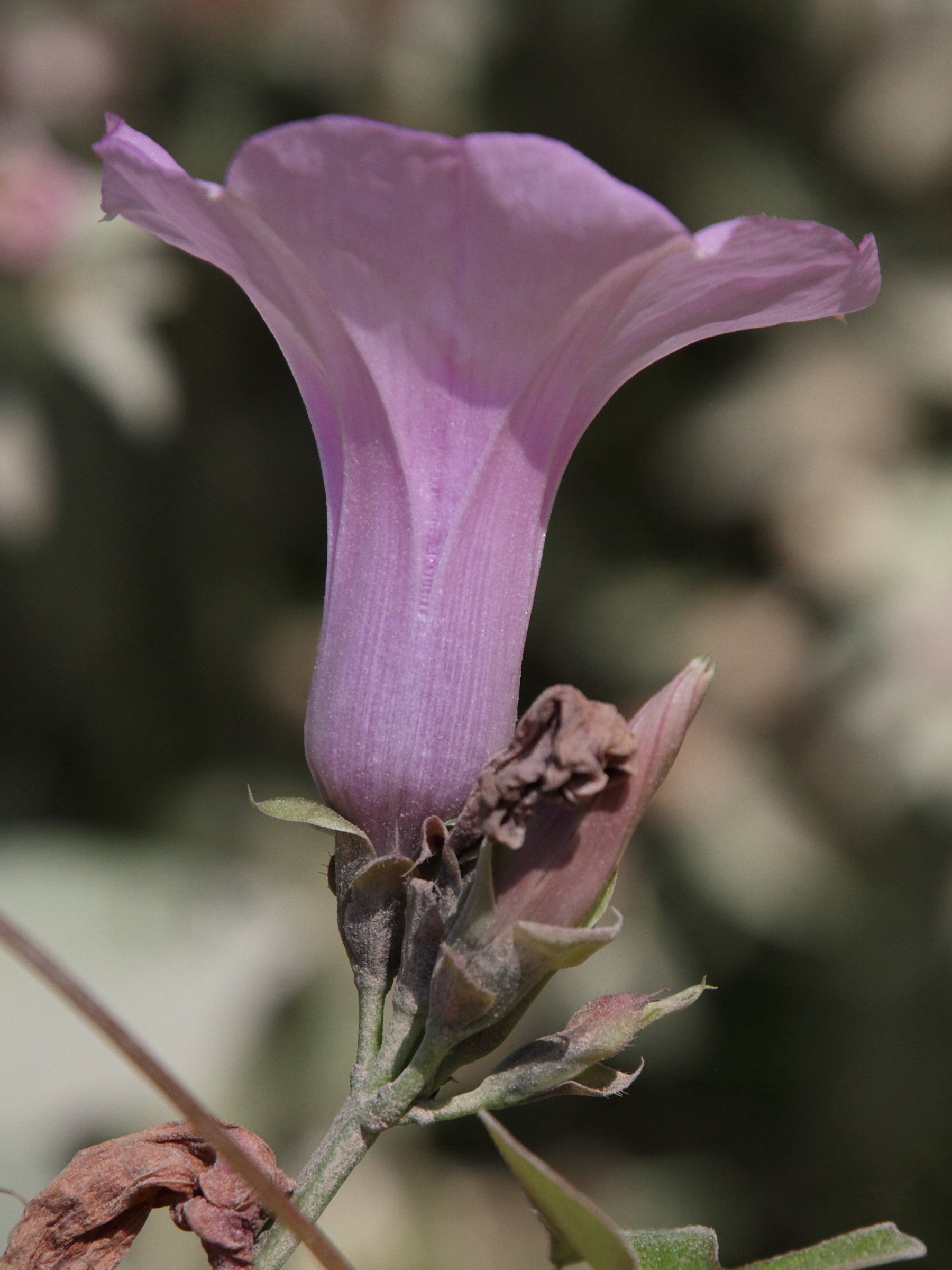 Afficher le média ipomoea_batatas7md ipomoea_batatas7md