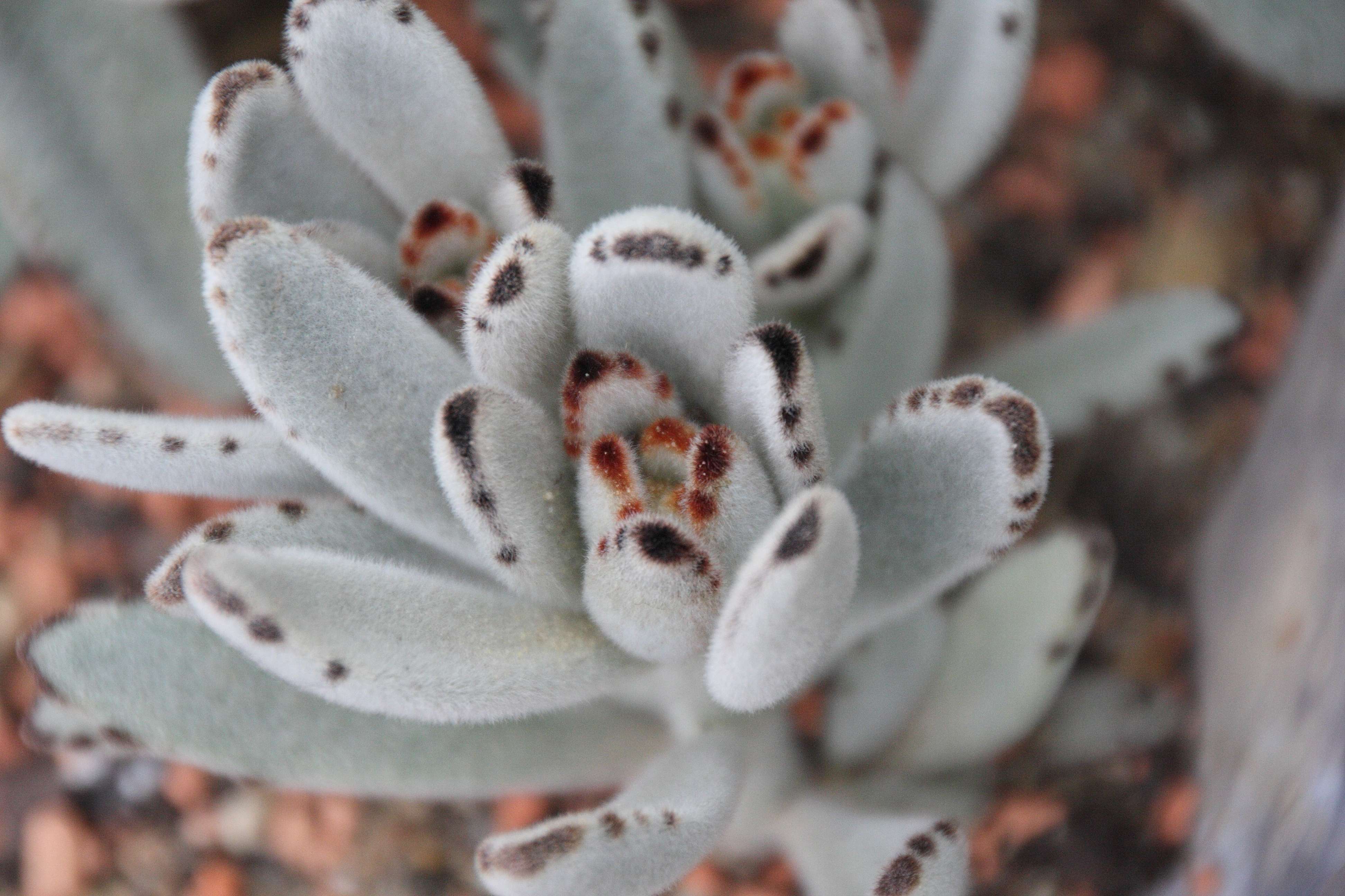 kalanchoe_tomentosa1bd