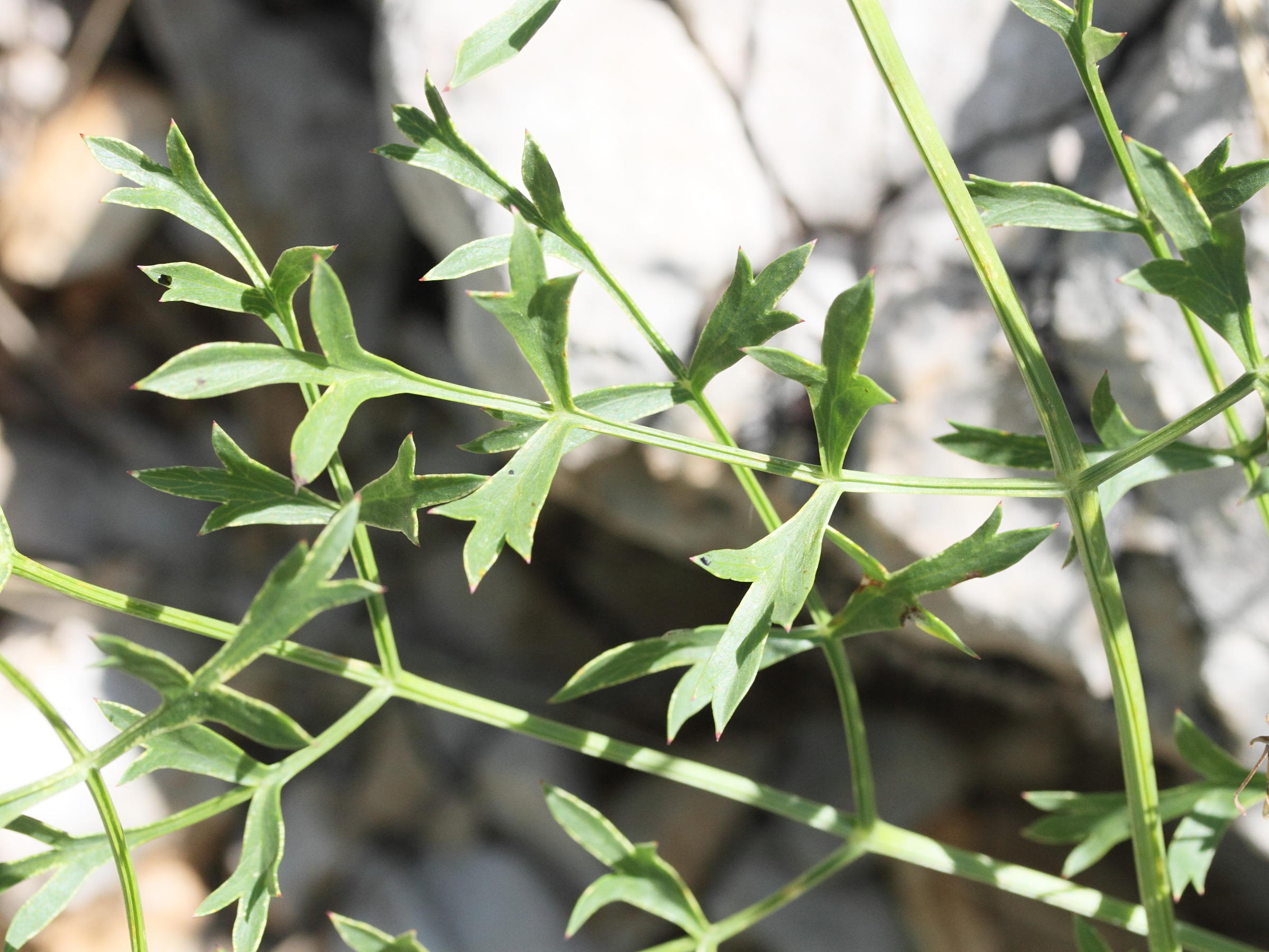 laserpitium_gallicum6mdmd