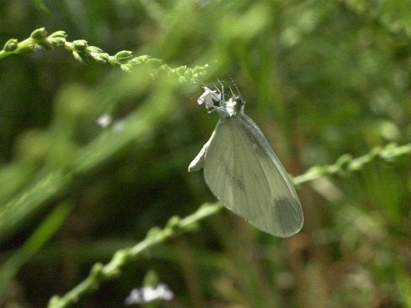 Afficher le média leptidea_sinapis1amd leptidea_sinapis1amd