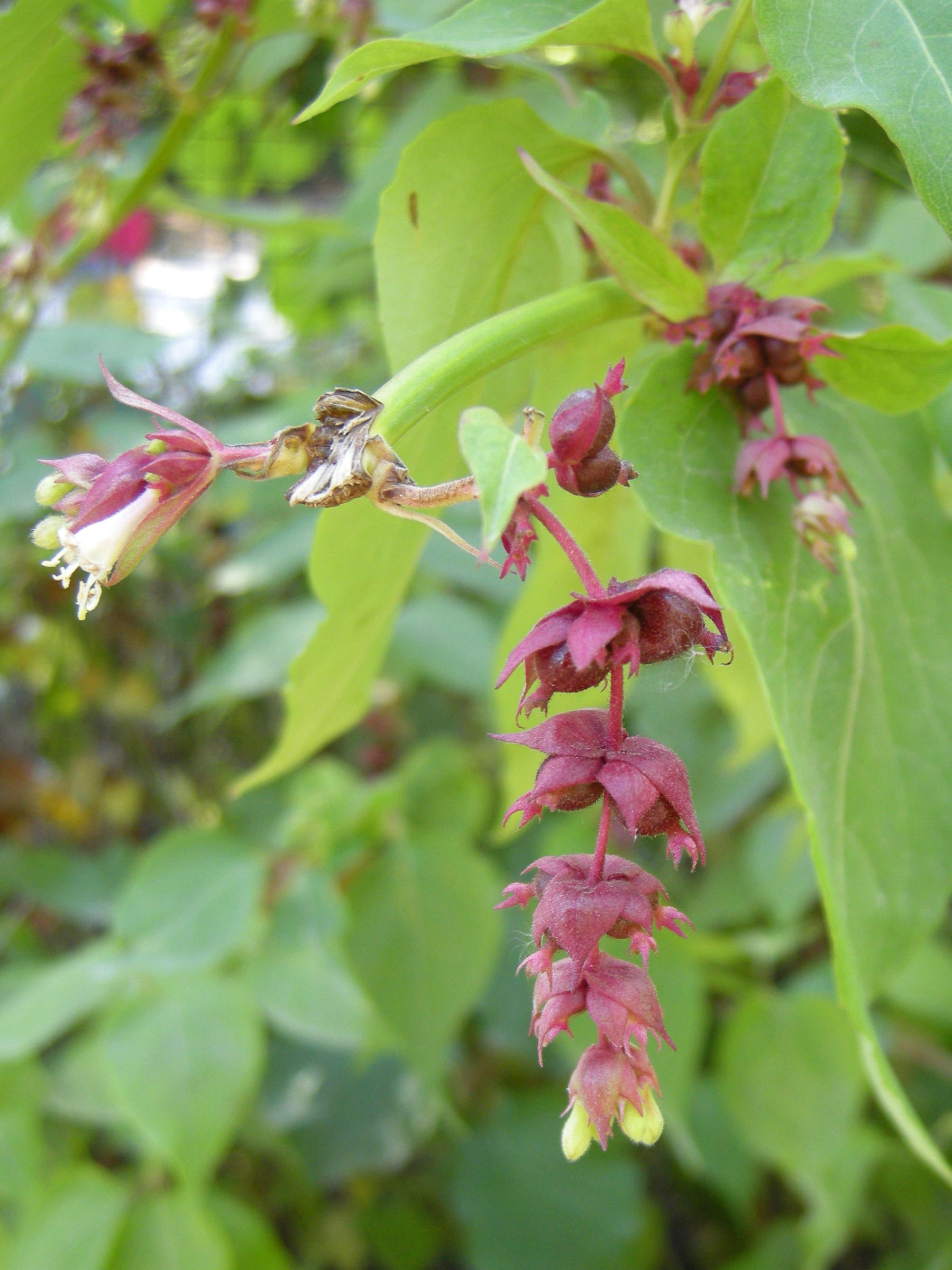 Afficher le média leycesteria_formosa2md leycesteria_formosa2md