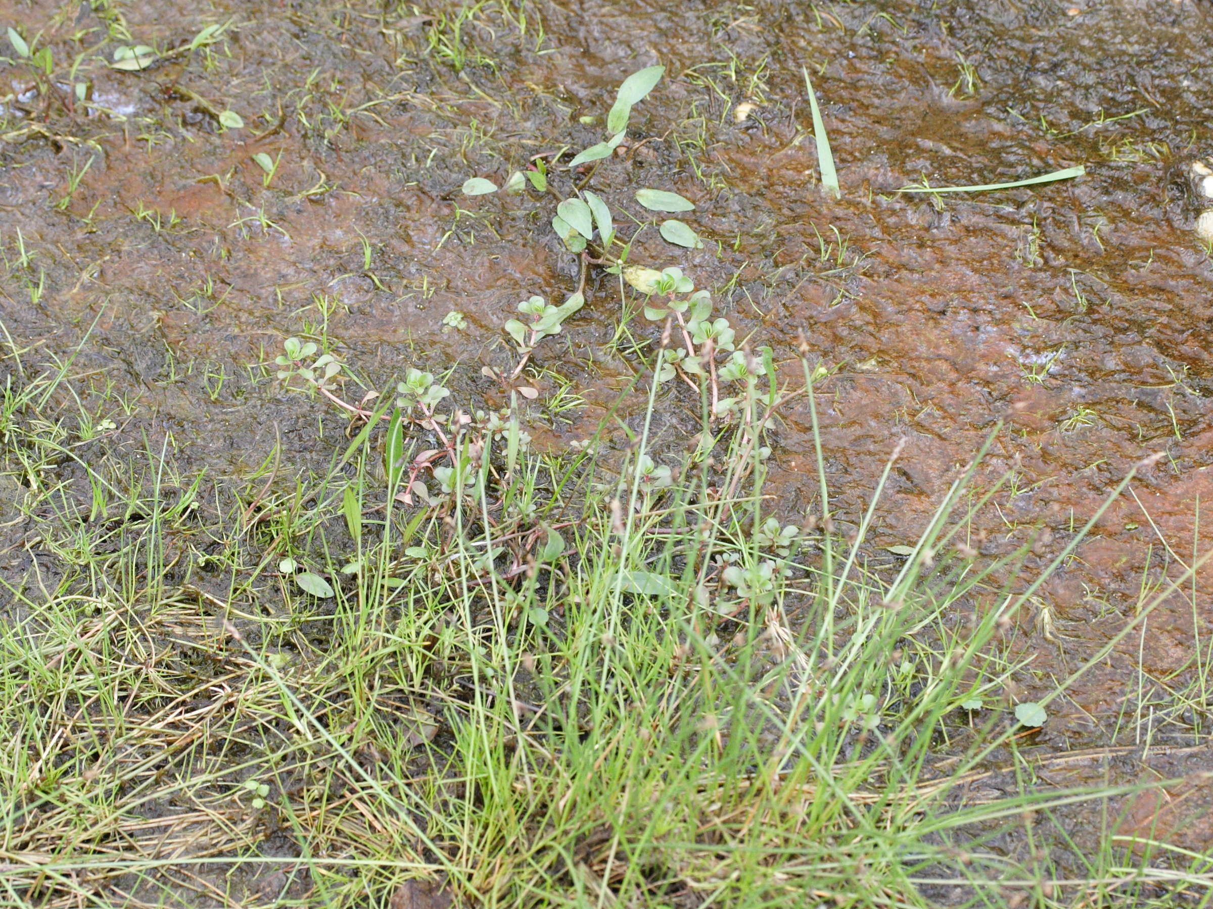 Afficher le média lythrum_portula1md lythrum_portula1md