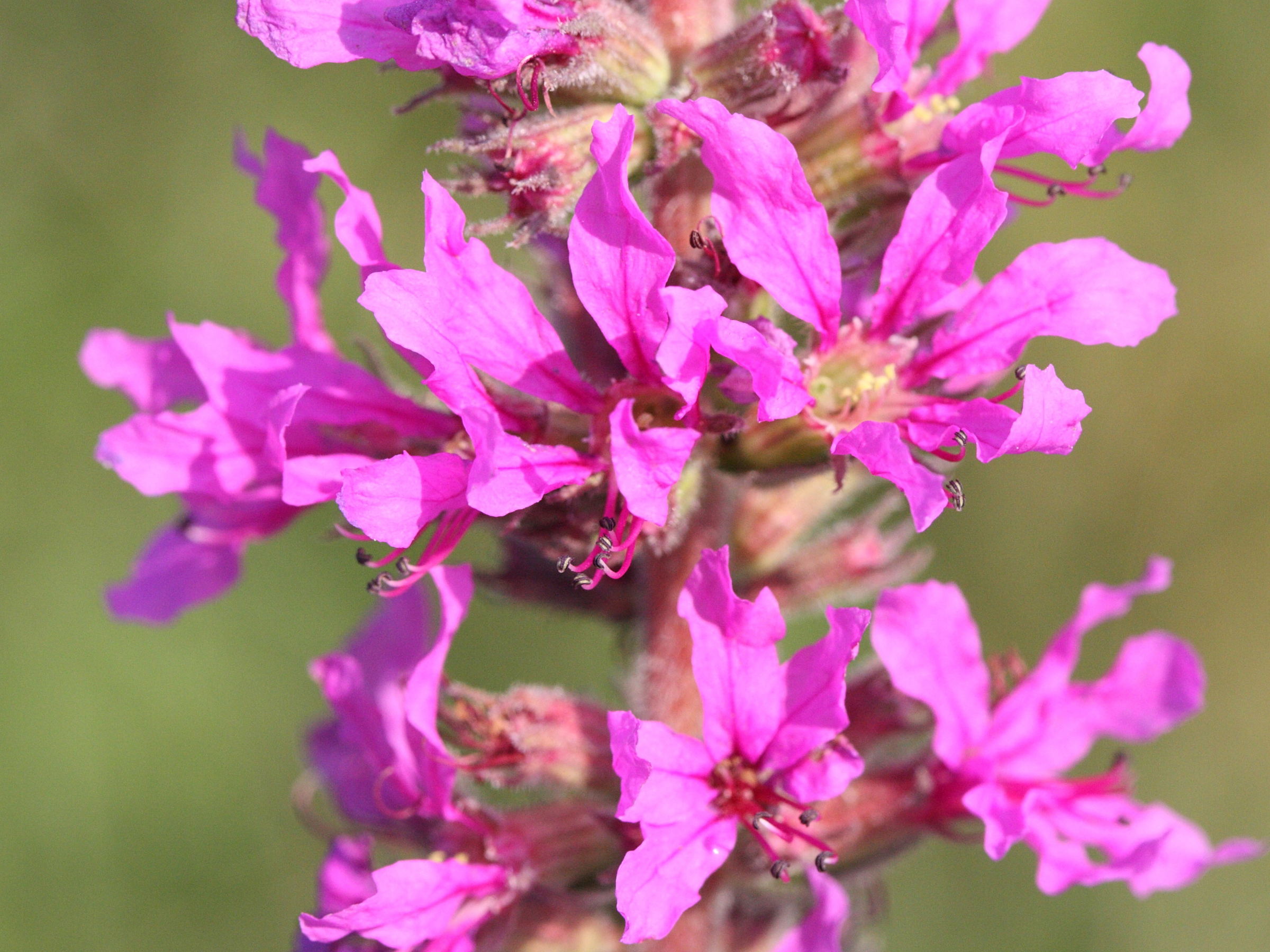 Afficher le média lythrum_salicaria3md lythrum_salicaria3md