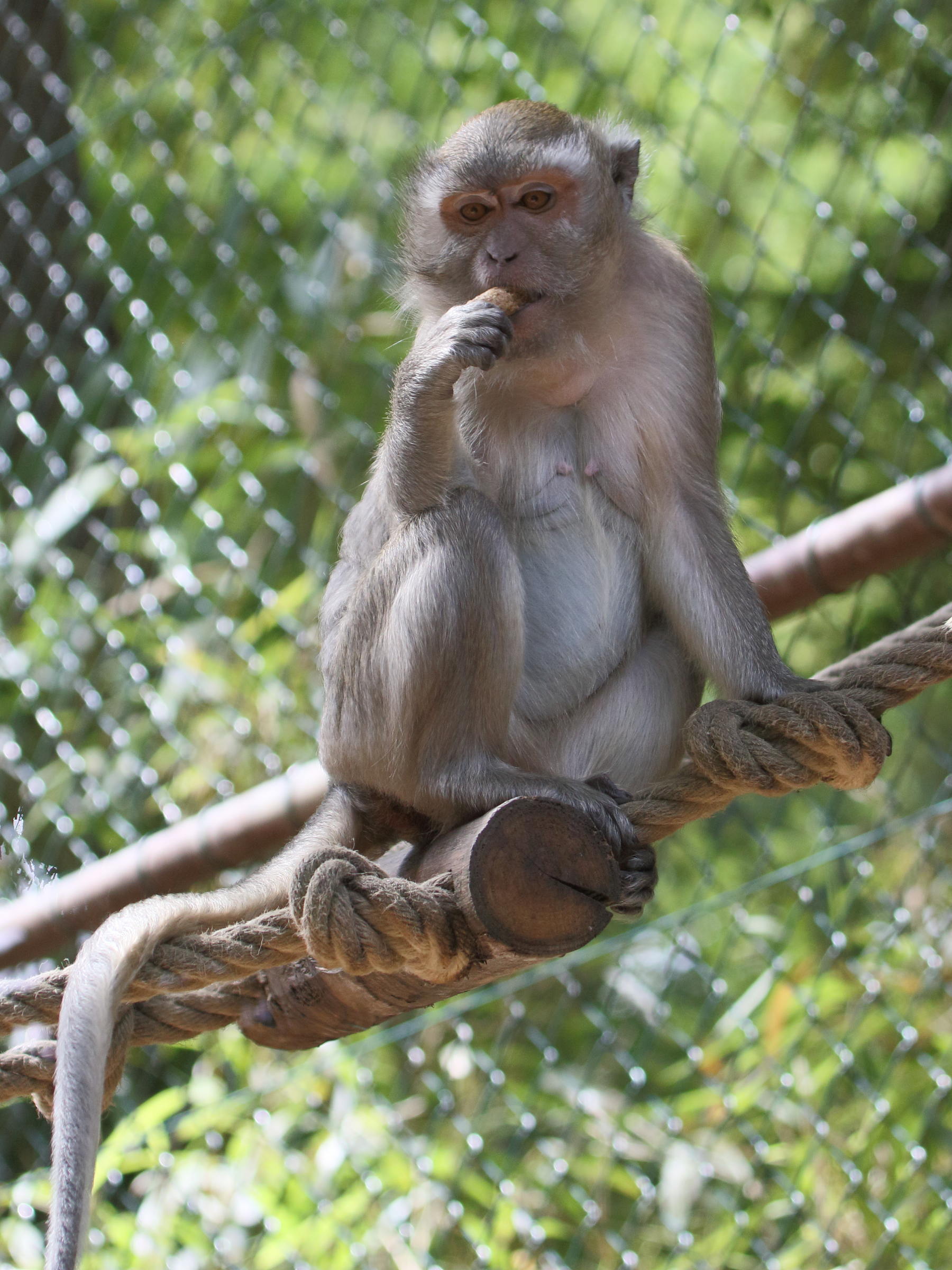 Afficher le média macaca_fascicularis5bd macaca_fascicularis5bd