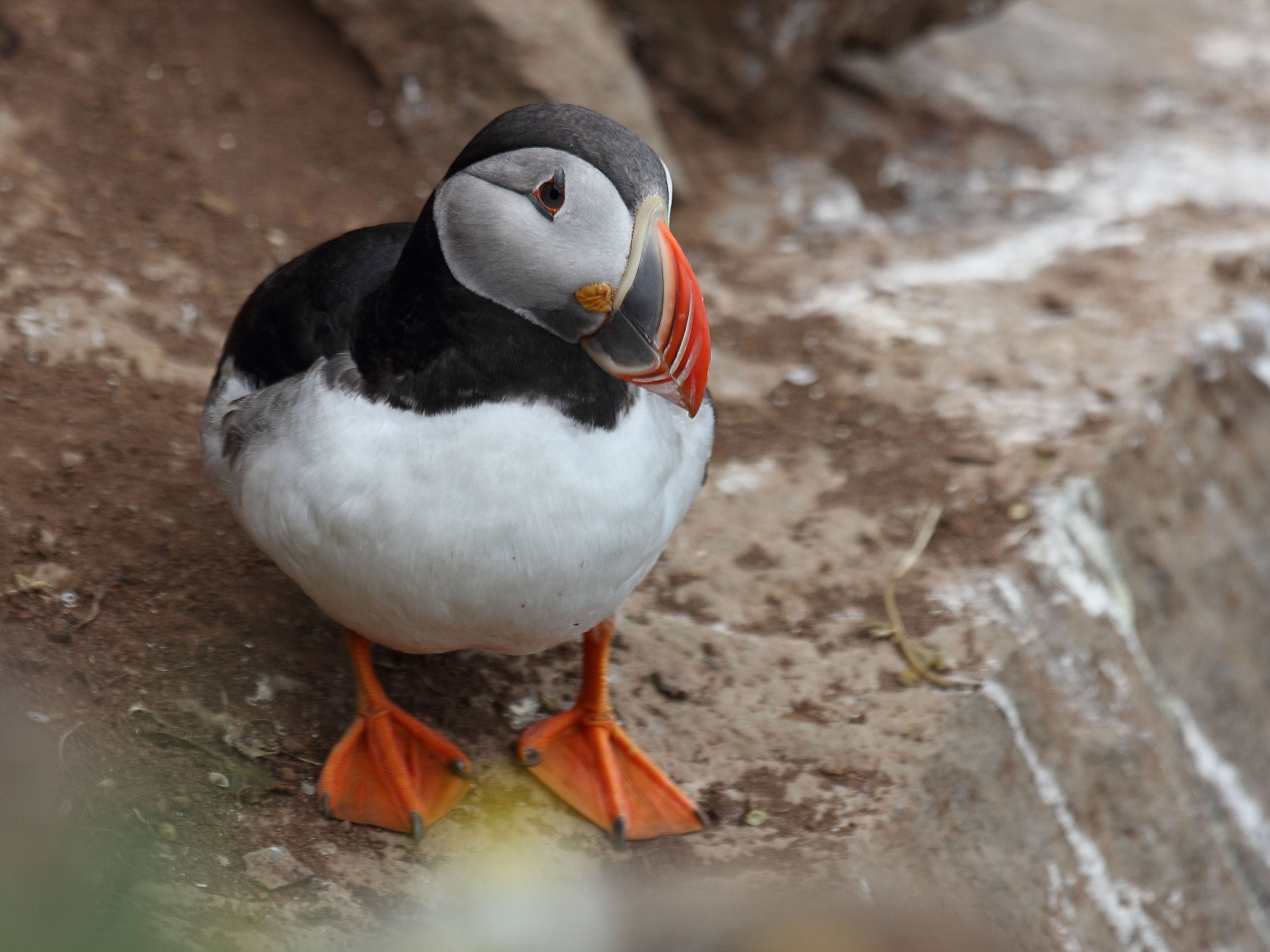 macareux_moine_-_fratercula_arctica5sd