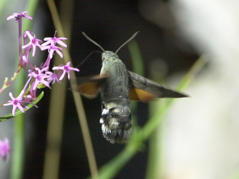 macroglossum_stellatarum3md