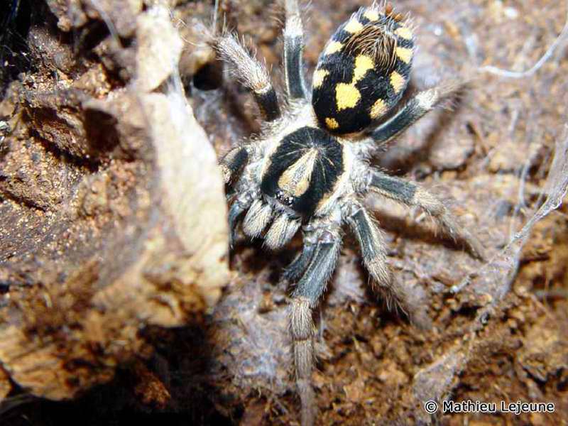 metriopelma_coloratum2ml