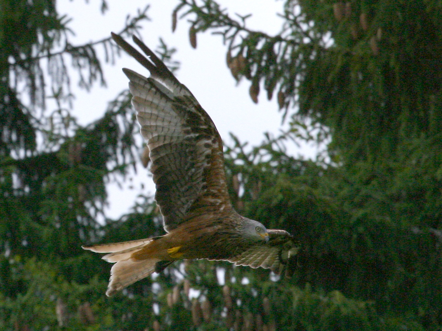 milan_royal_-_milvus_milvus5bd