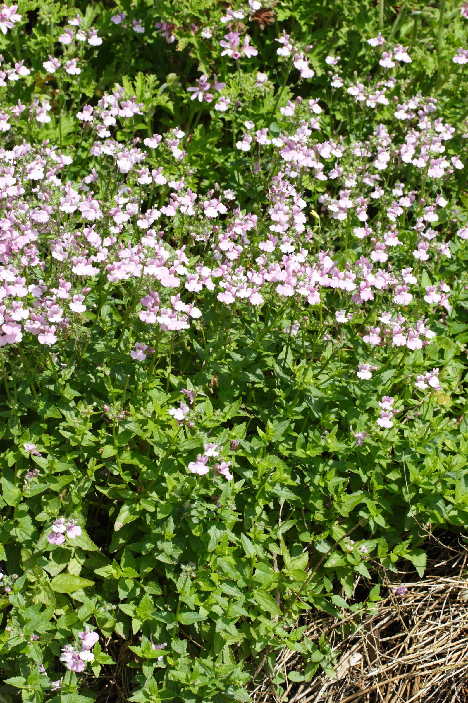 nemesia_lilacina1md