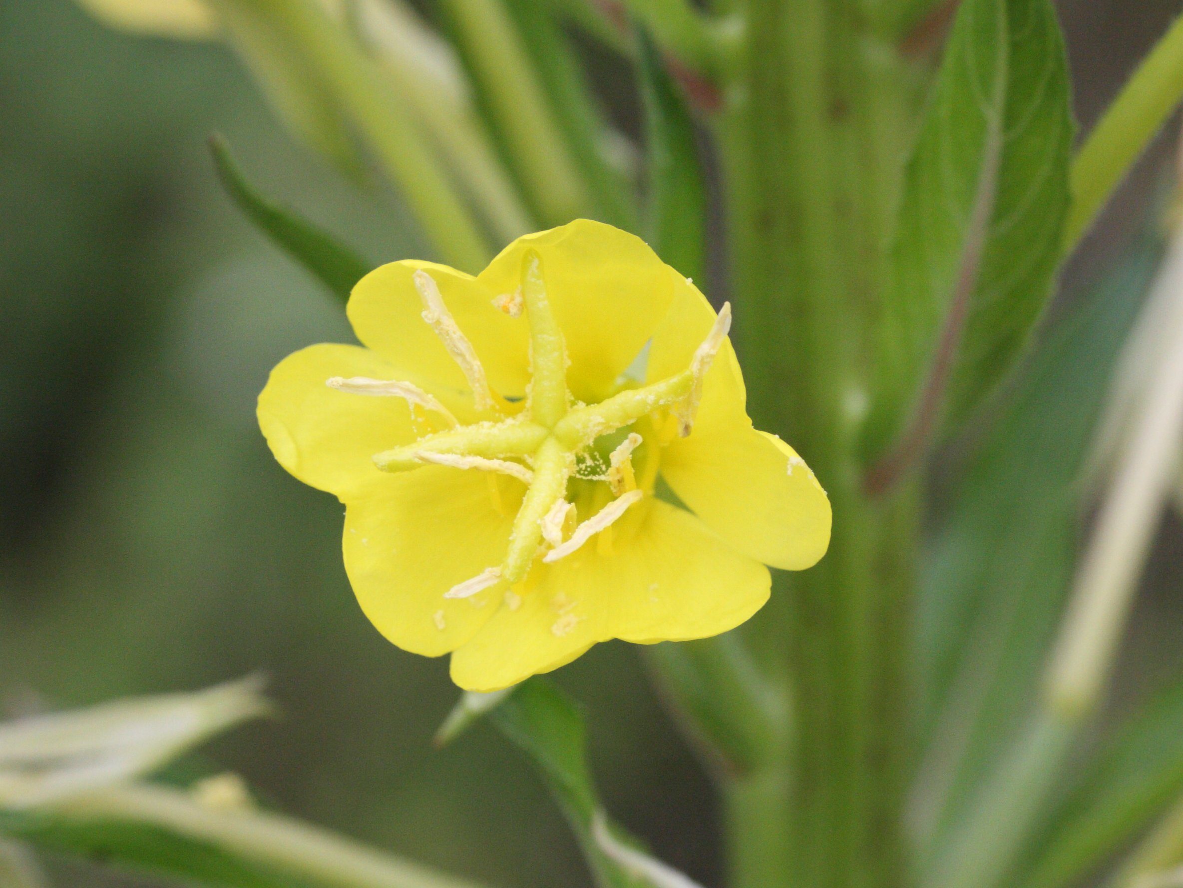 oenothera_cf_ligerica1md