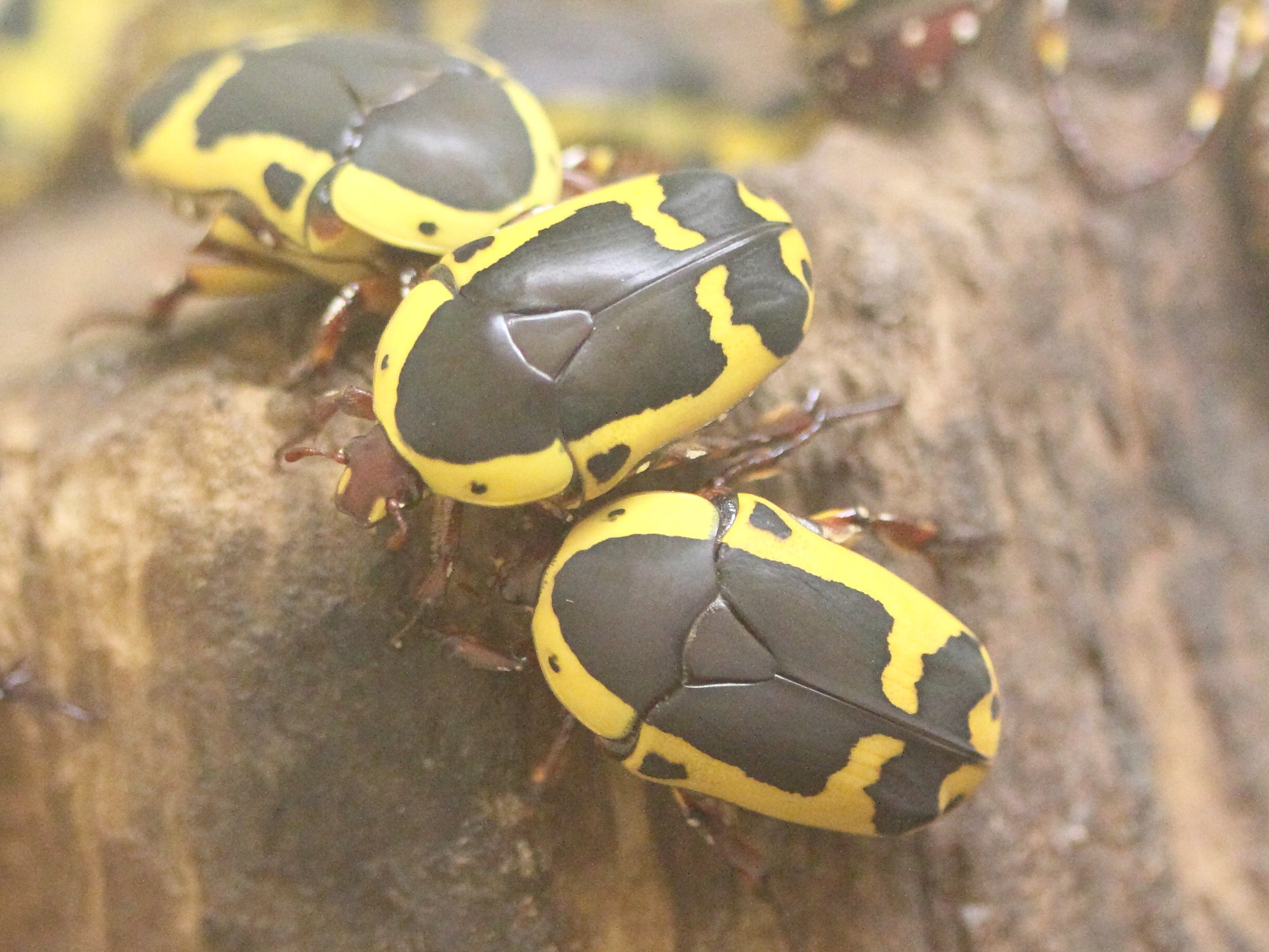 pachnoda_epphipiata1md