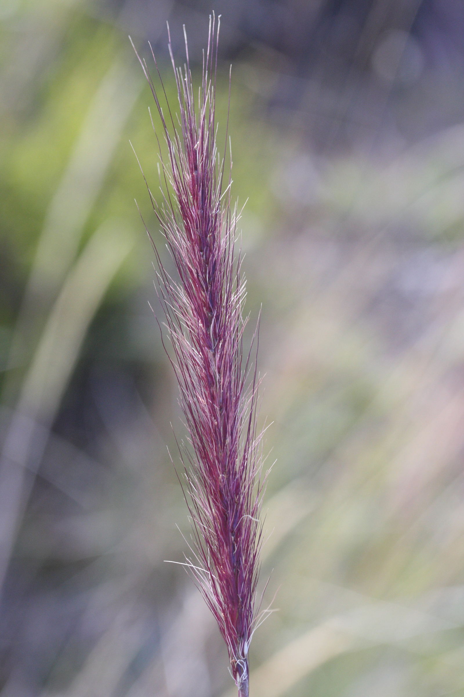 pennisetum_caffrum2md