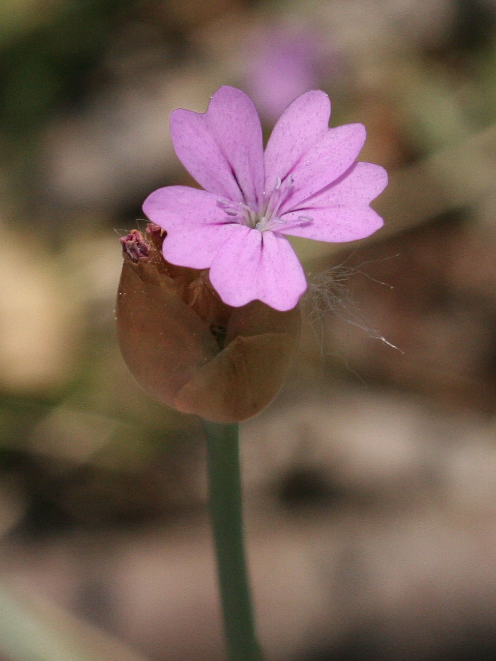 petrorhagia_prolifera3md