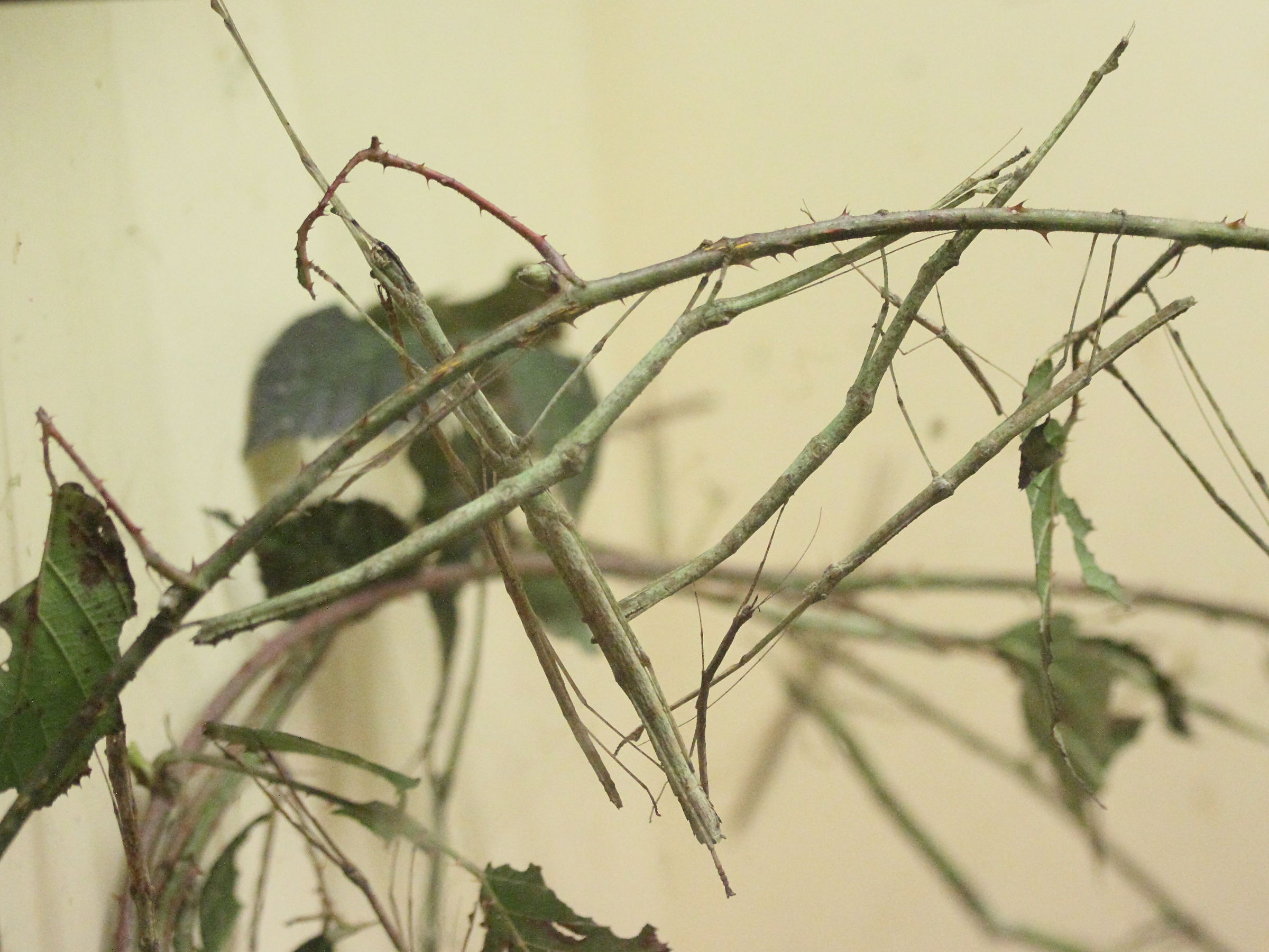 phaenopharos_khaoyaiensis2md