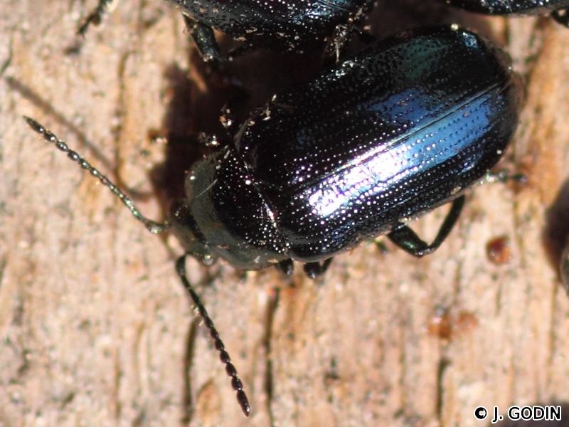 Afficher le média phratora_vulgatissima3jg phratora_vulgatissima3jg