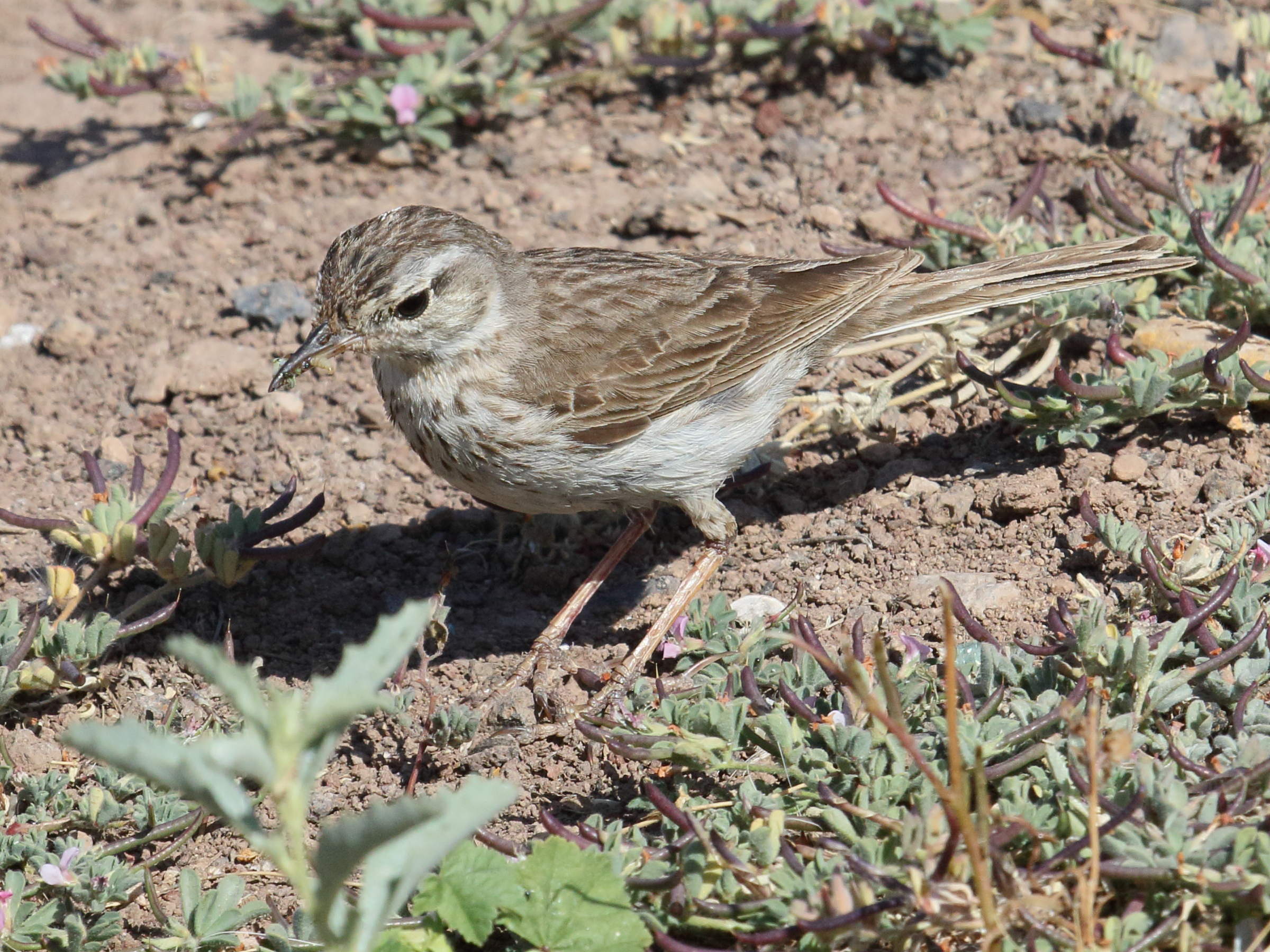 pipit_de_berthelot_-_anthus_berthelotii2bd