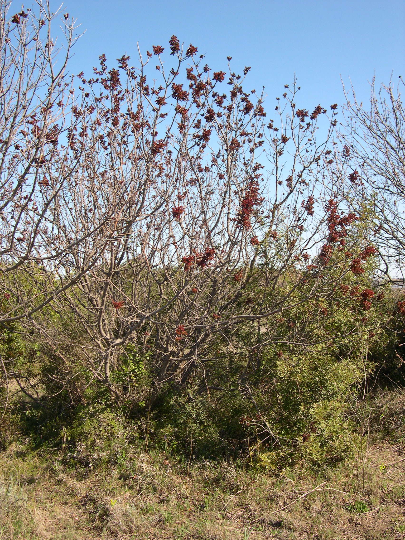 Afficher le média pistacia_terebinthus8md pistacia_terebinthus8md