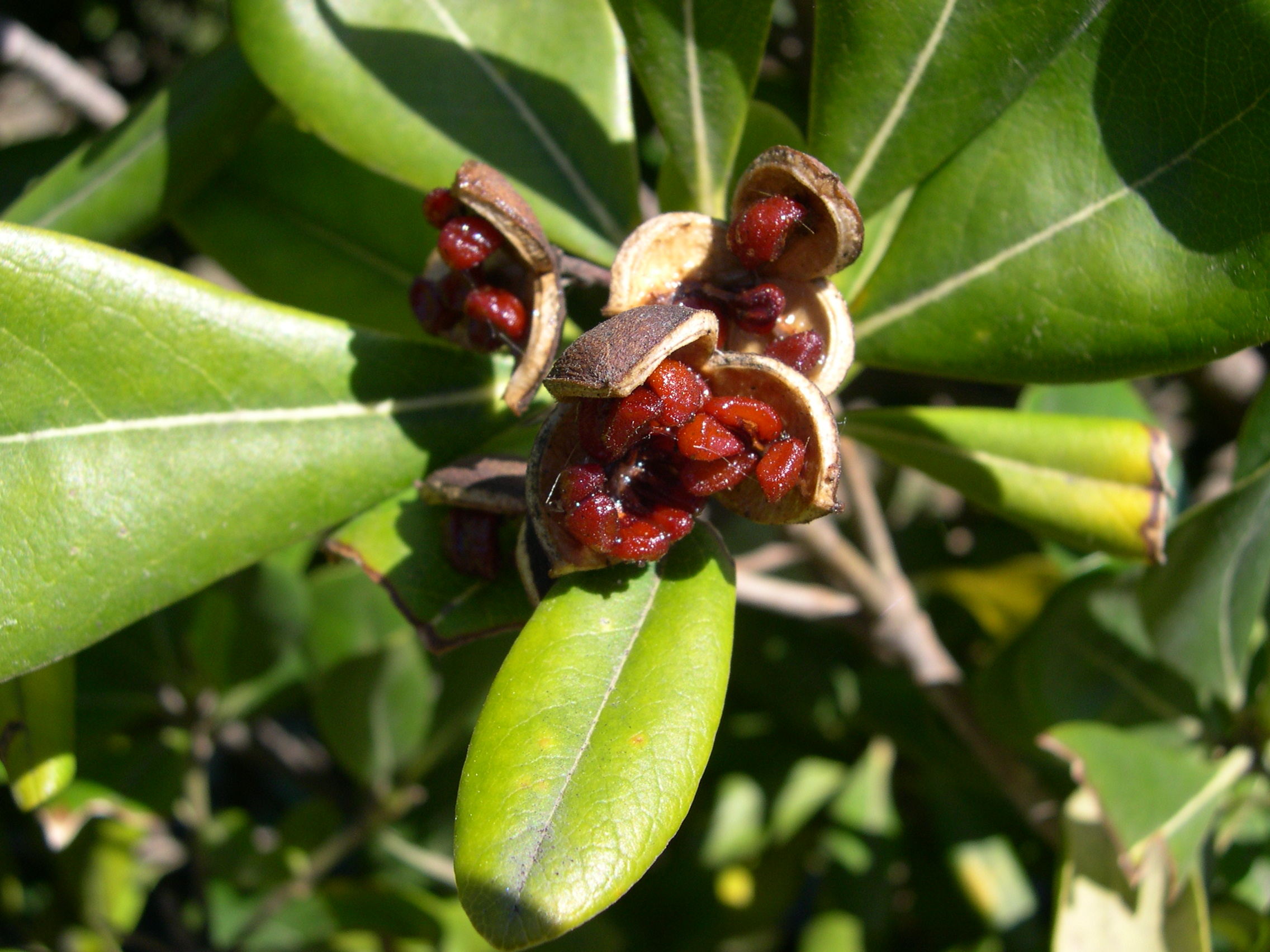 Afficher le média pittosporum_tobira5md pittosporum_tobira5md