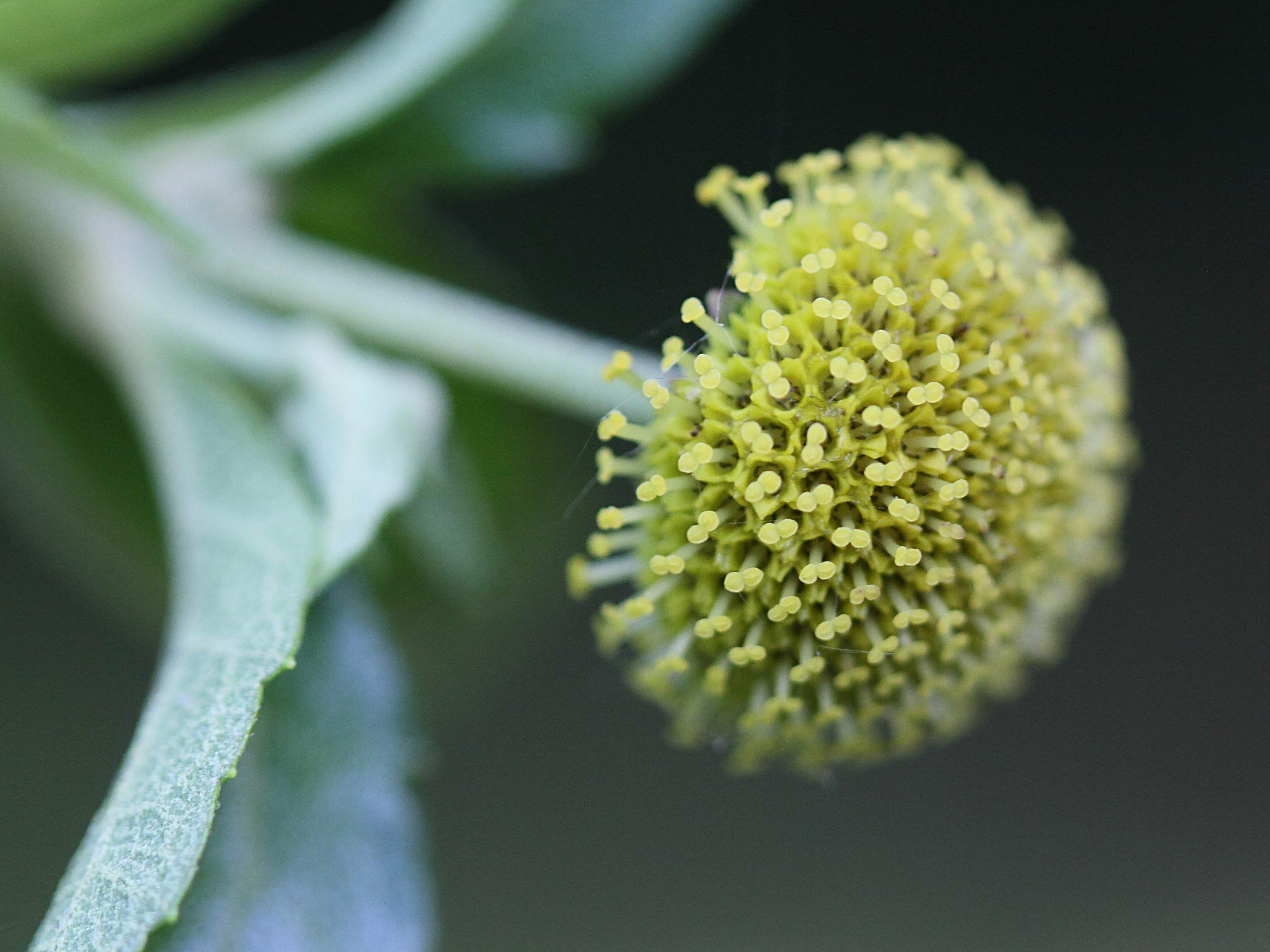 podanthus_mitiqui2bd