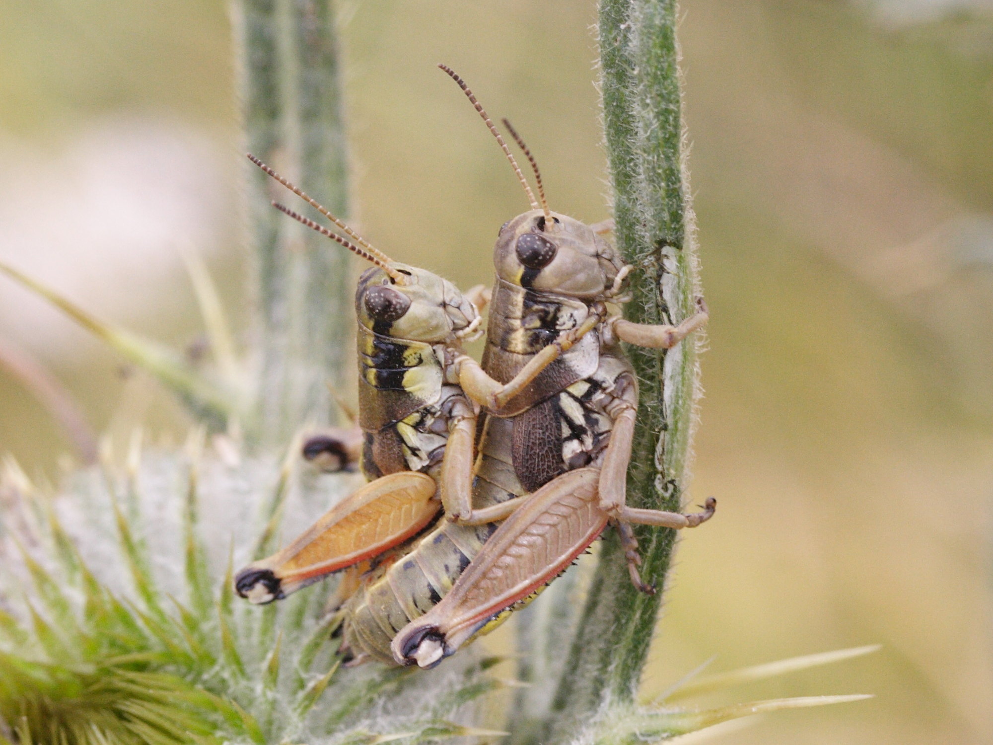 podisma_pedestris4md