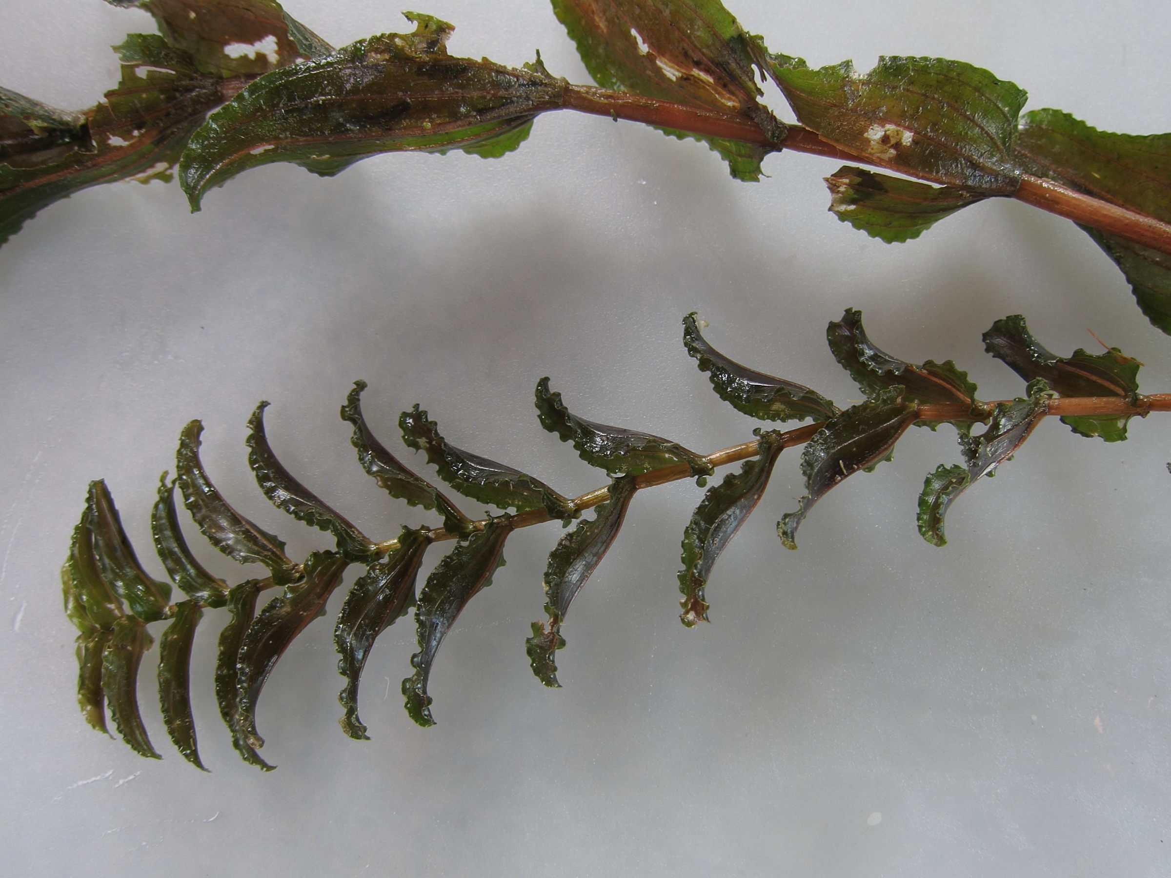 potamogeton_perfoliatus1md