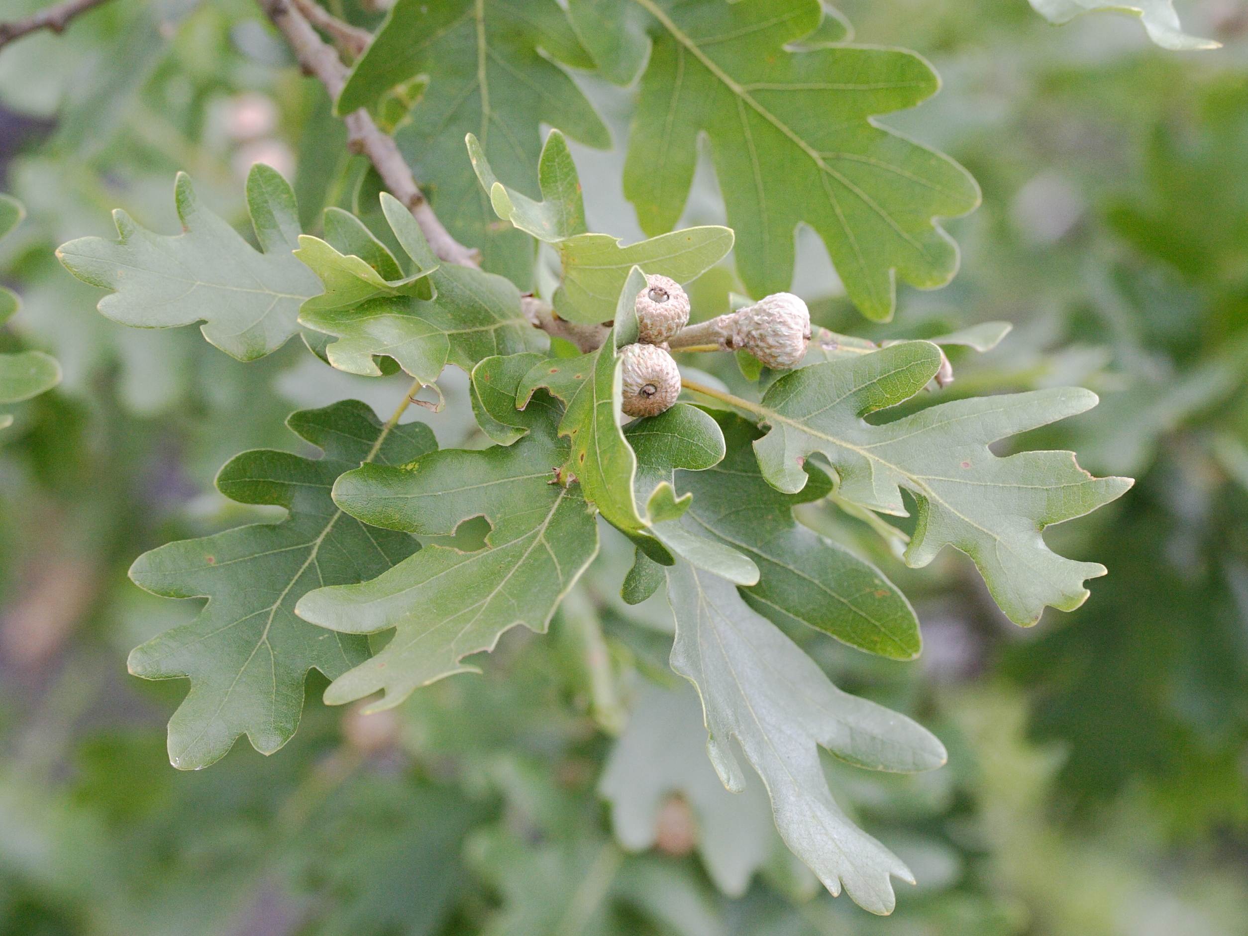 quercus_petraea5md
