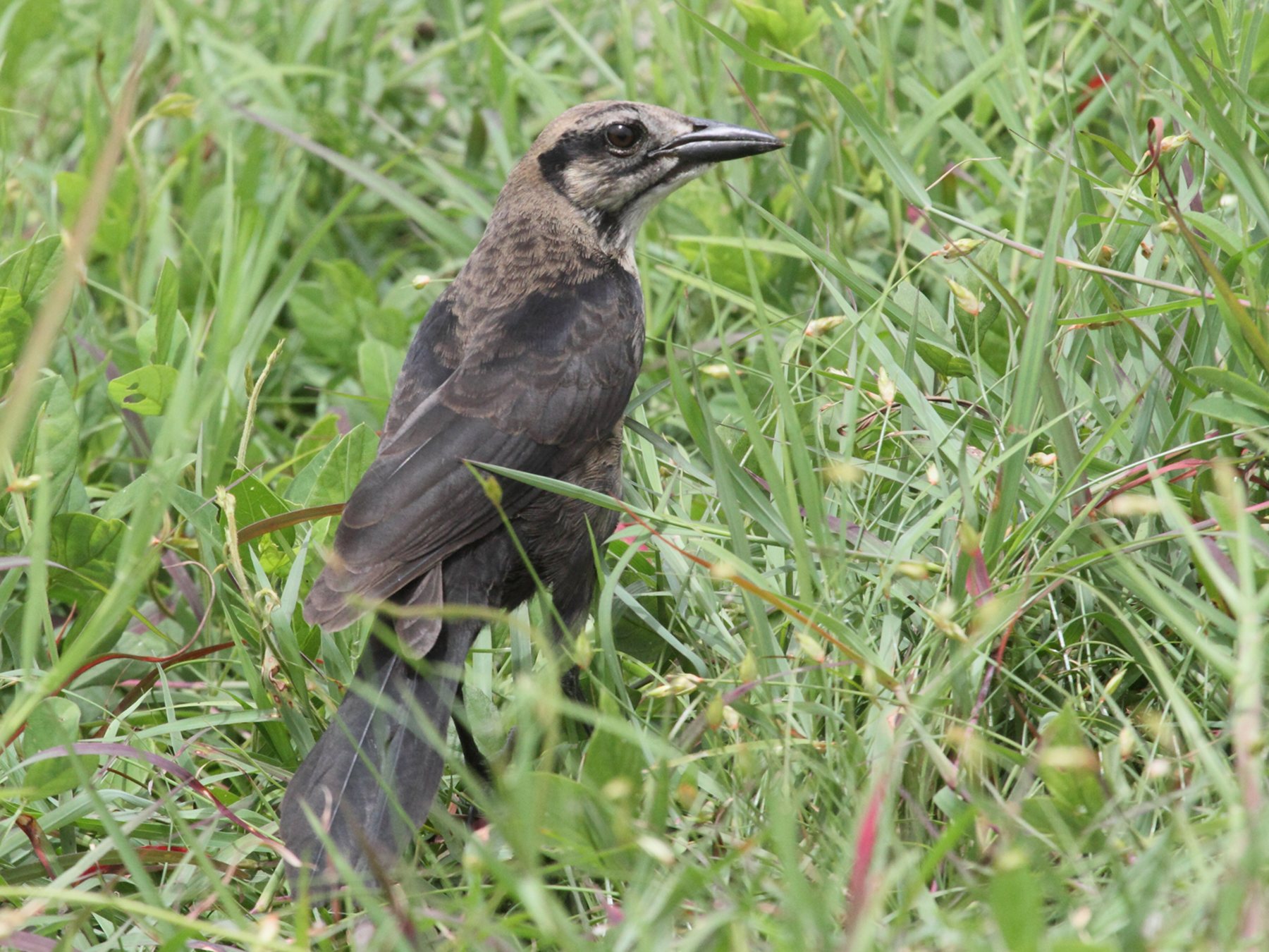 quiscale_merle_-_quiscalus_lugubris4bd