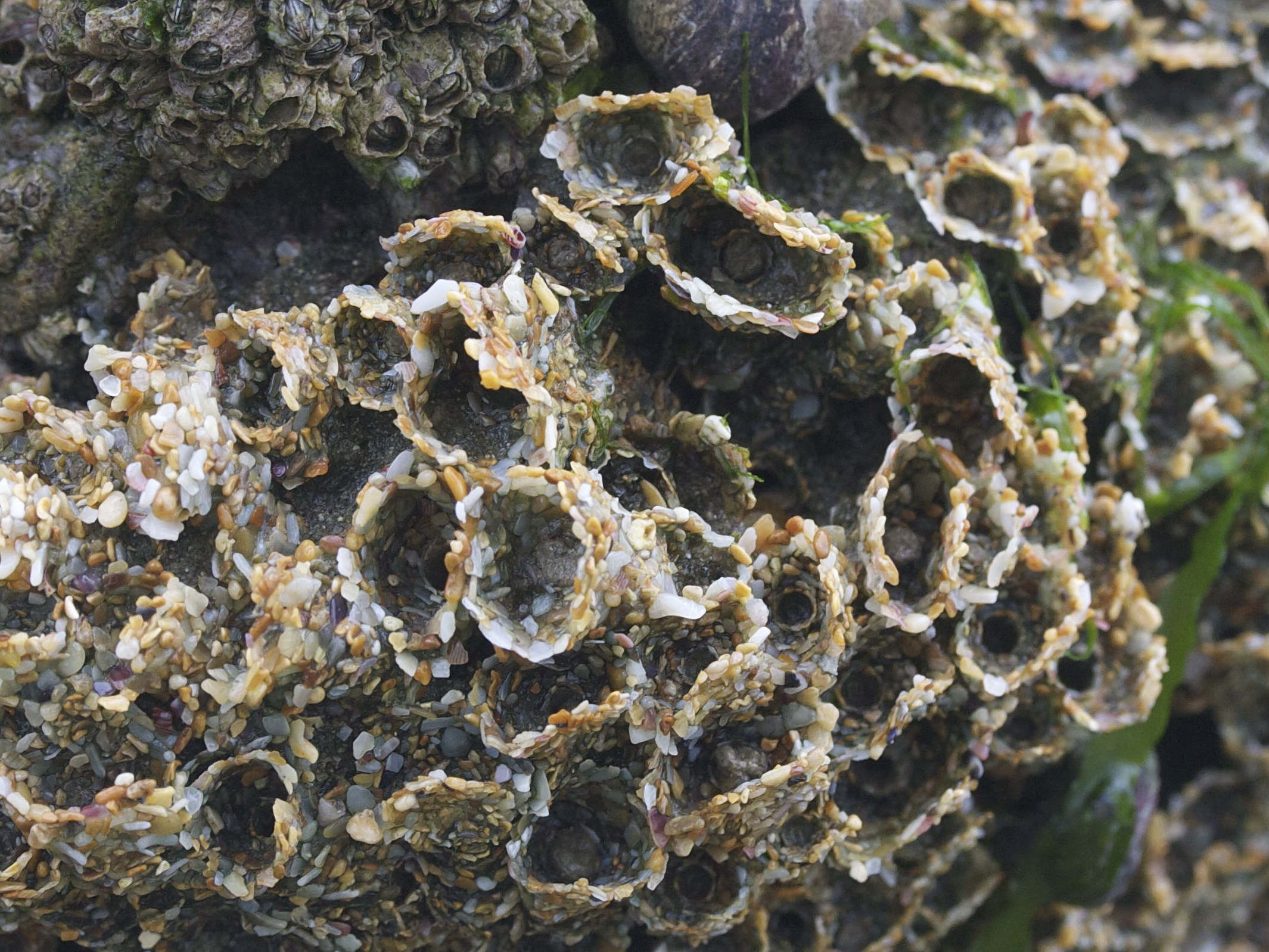 sabellaria_alveolata2md