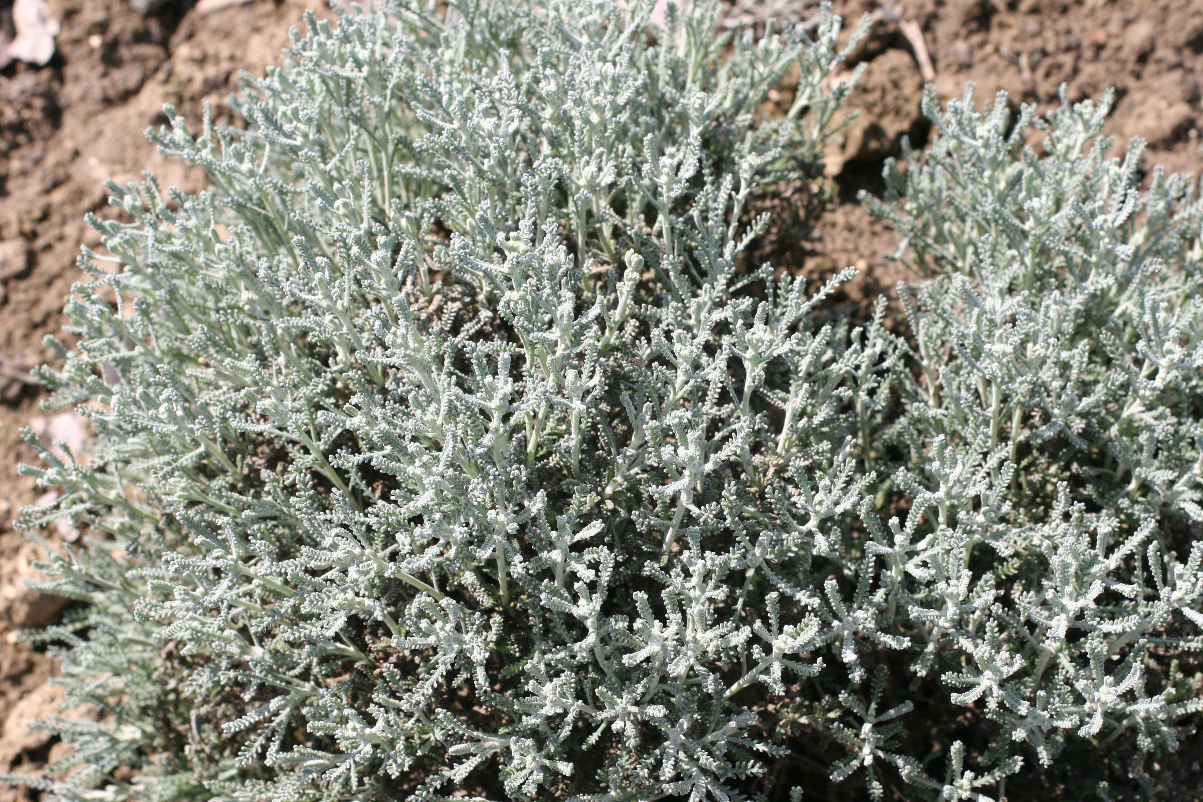 santolina_chamaecyparissus2md