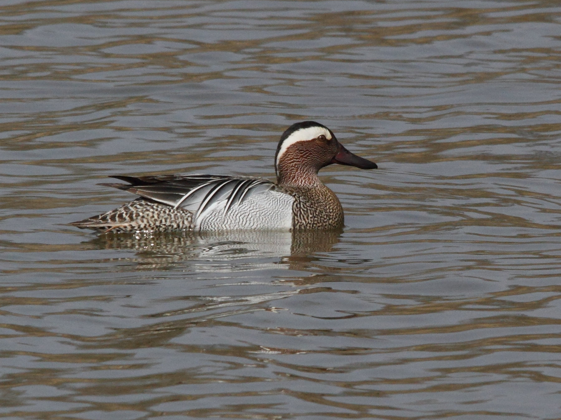 sarcelle_d-ete_-_anas_querquedula2md