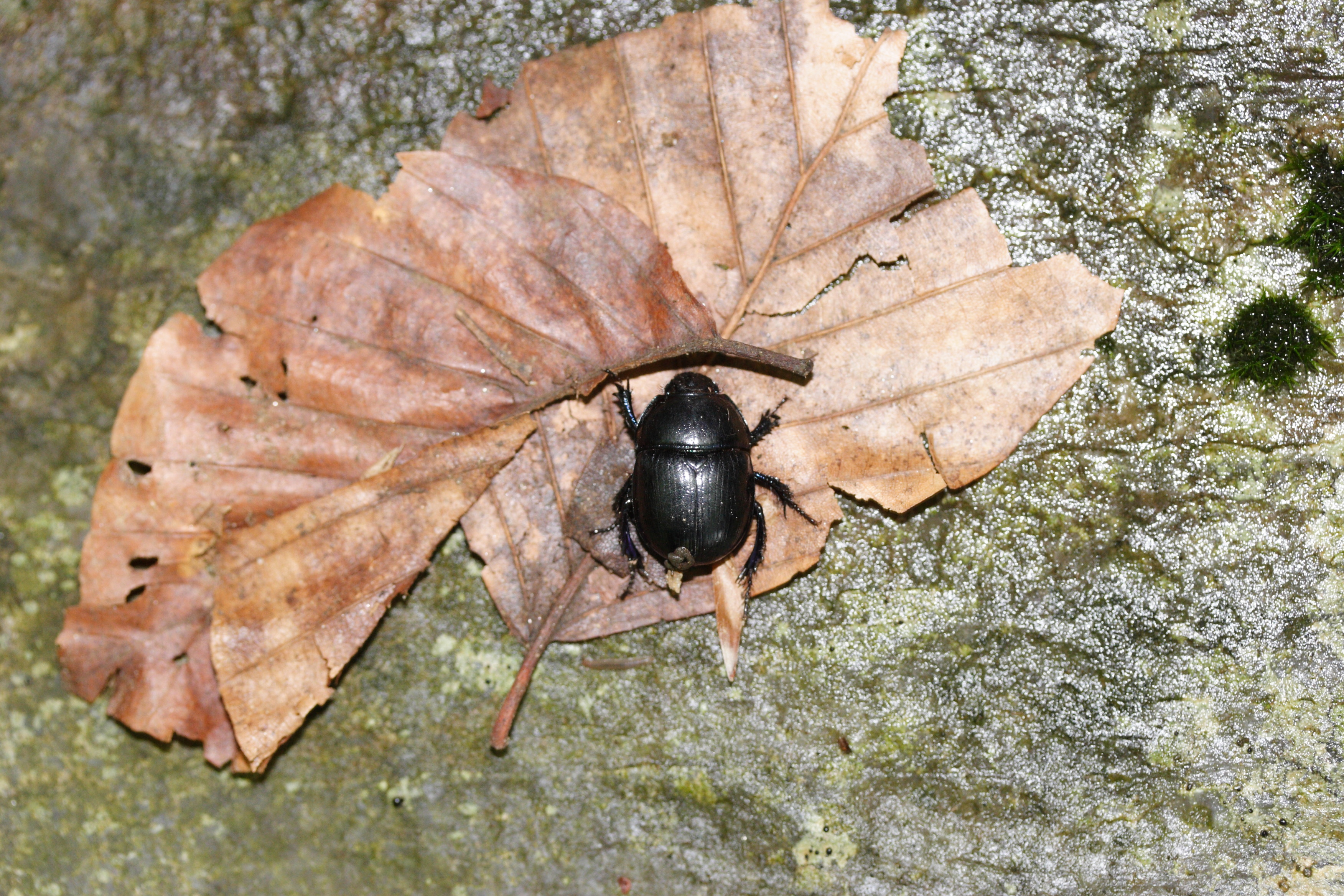 sericotrupes_niger1md