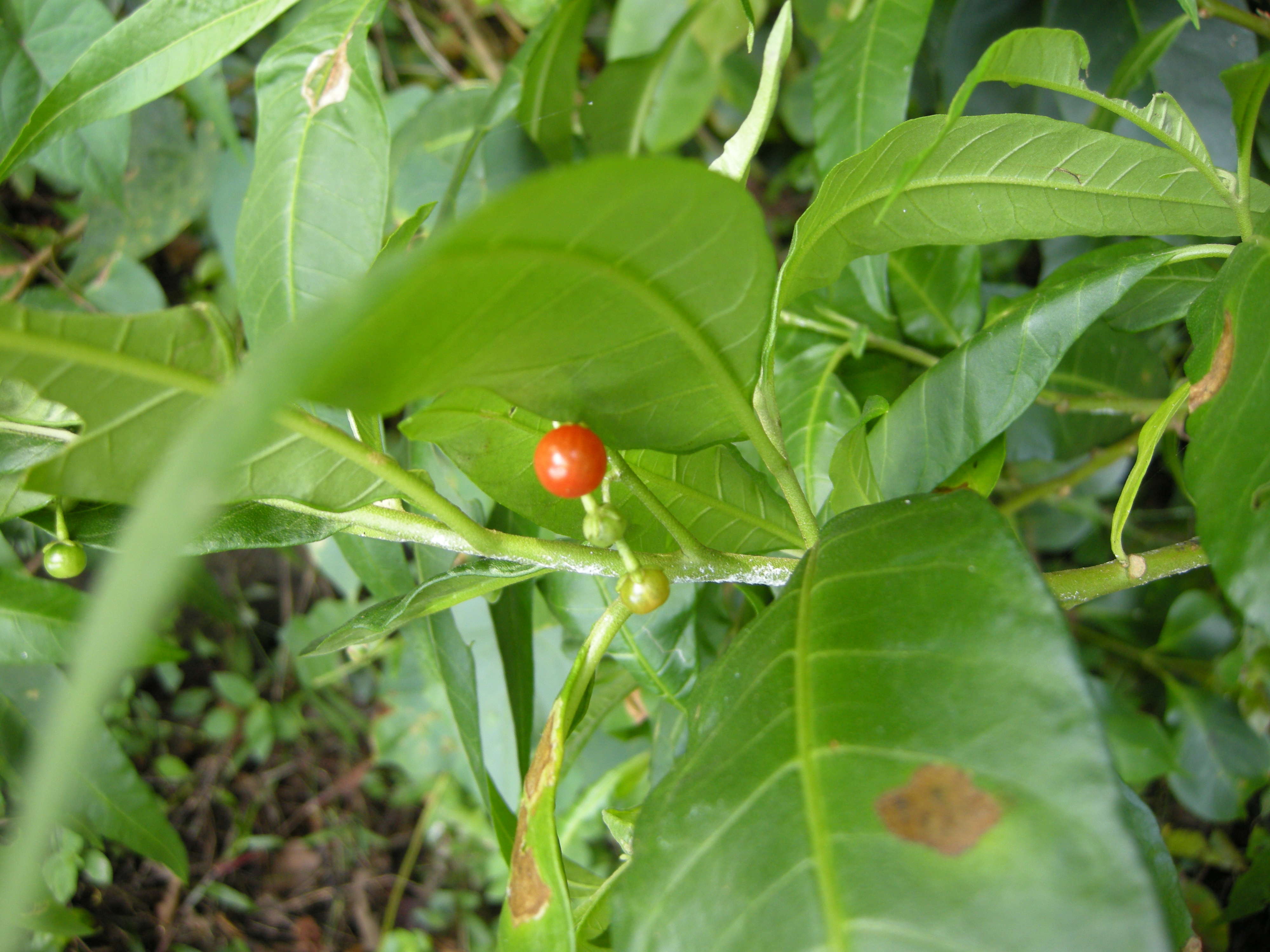 Afficher le média solanum_racemosum_inerme3md solanum_racemosum_inerme3md