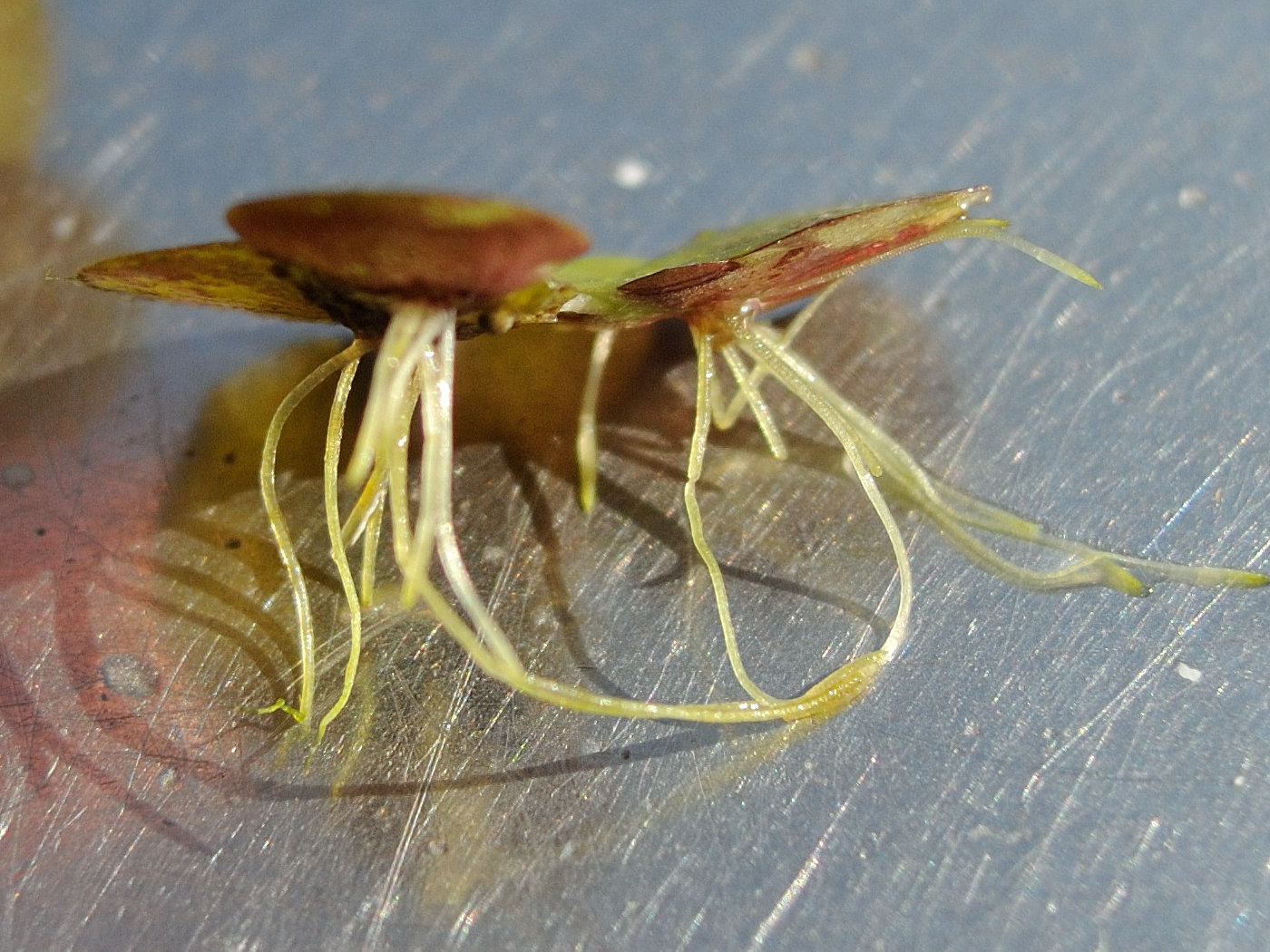 Afficher le média Spirodela_polyrhiza Spirodela_polyrhiza