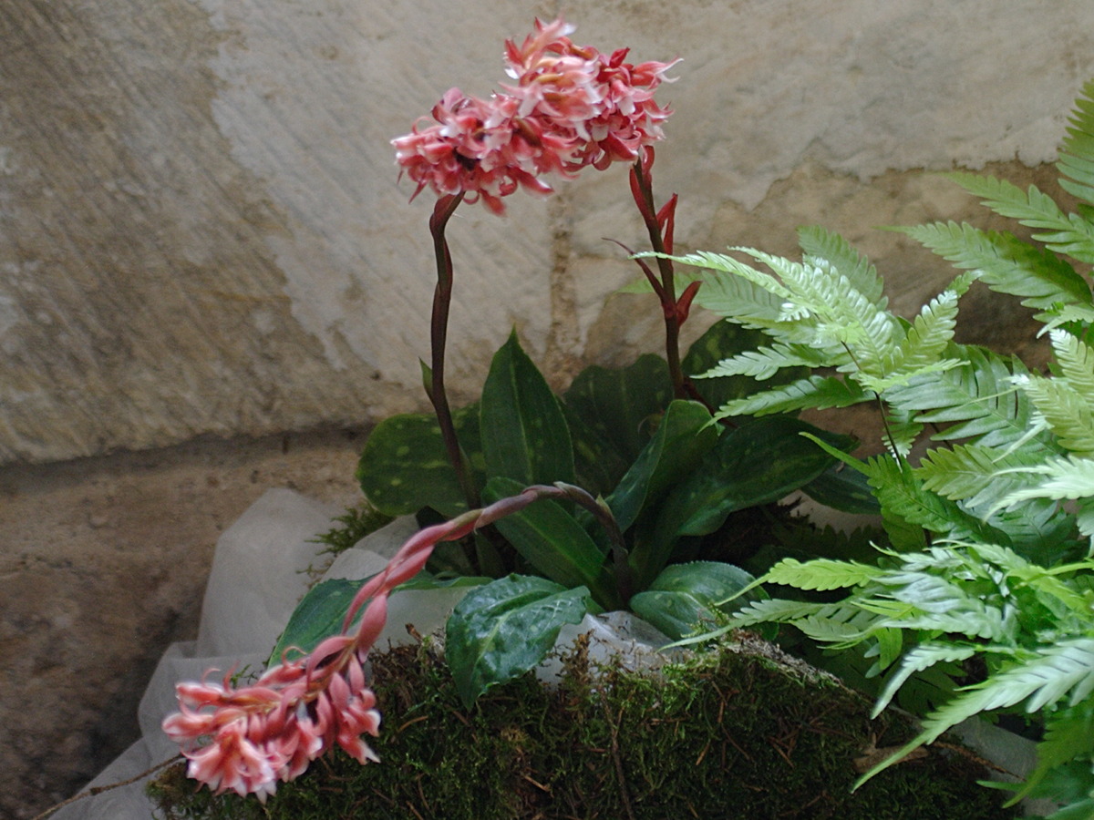 Stenorrhynchos_speciosum