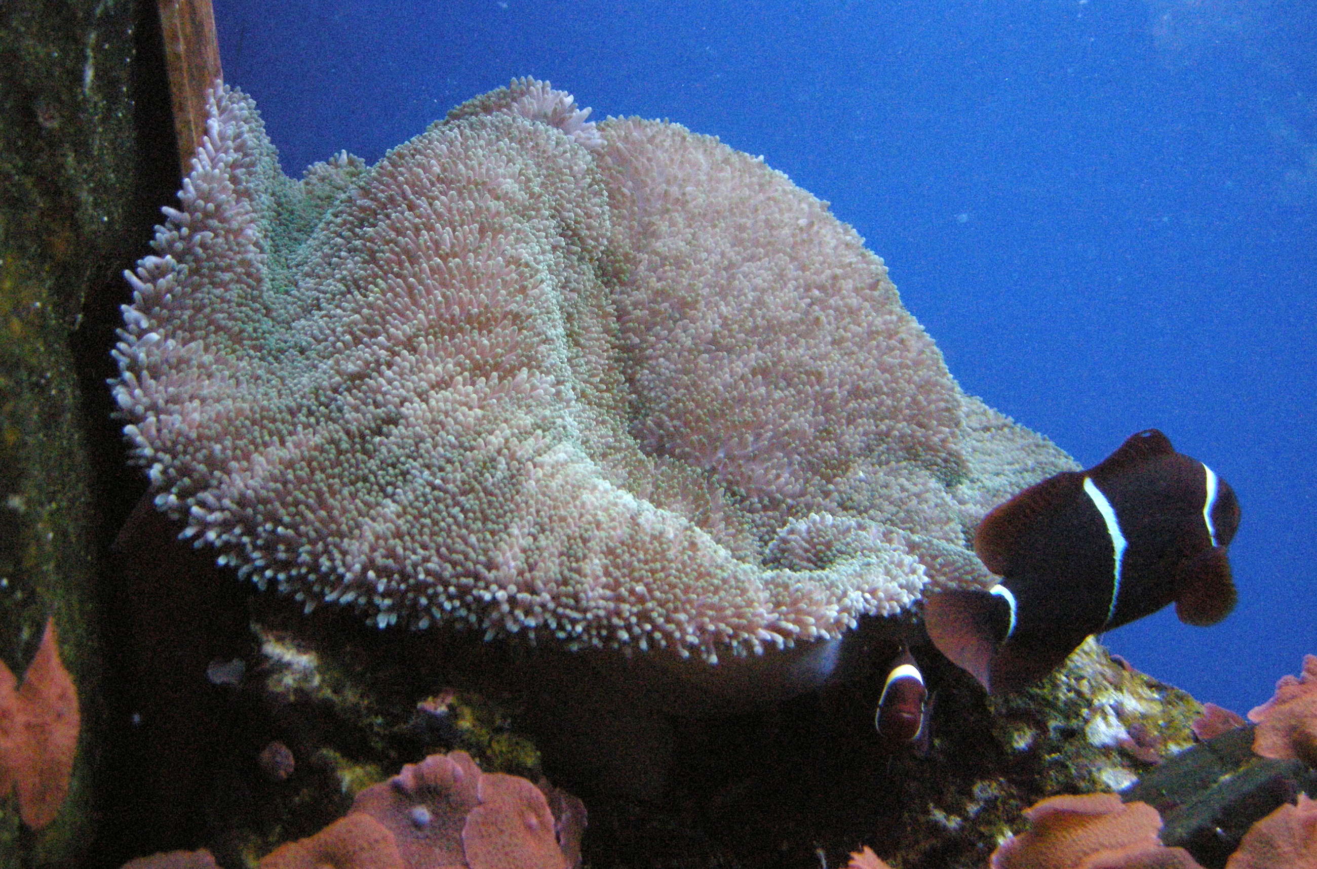 stichodactyla_haddoni1bd