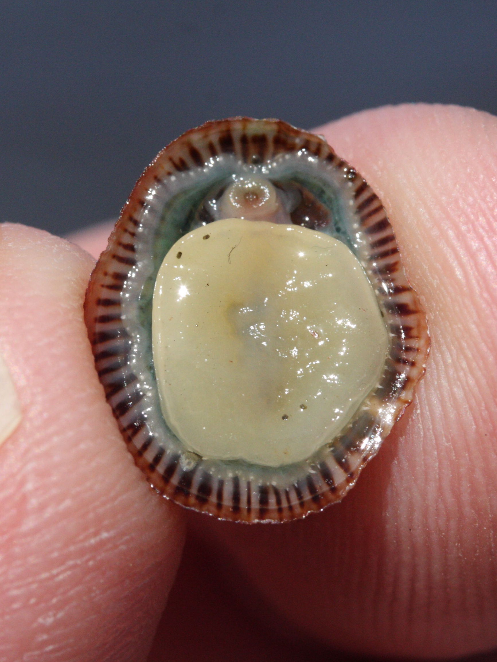 tectura_antillarum4md