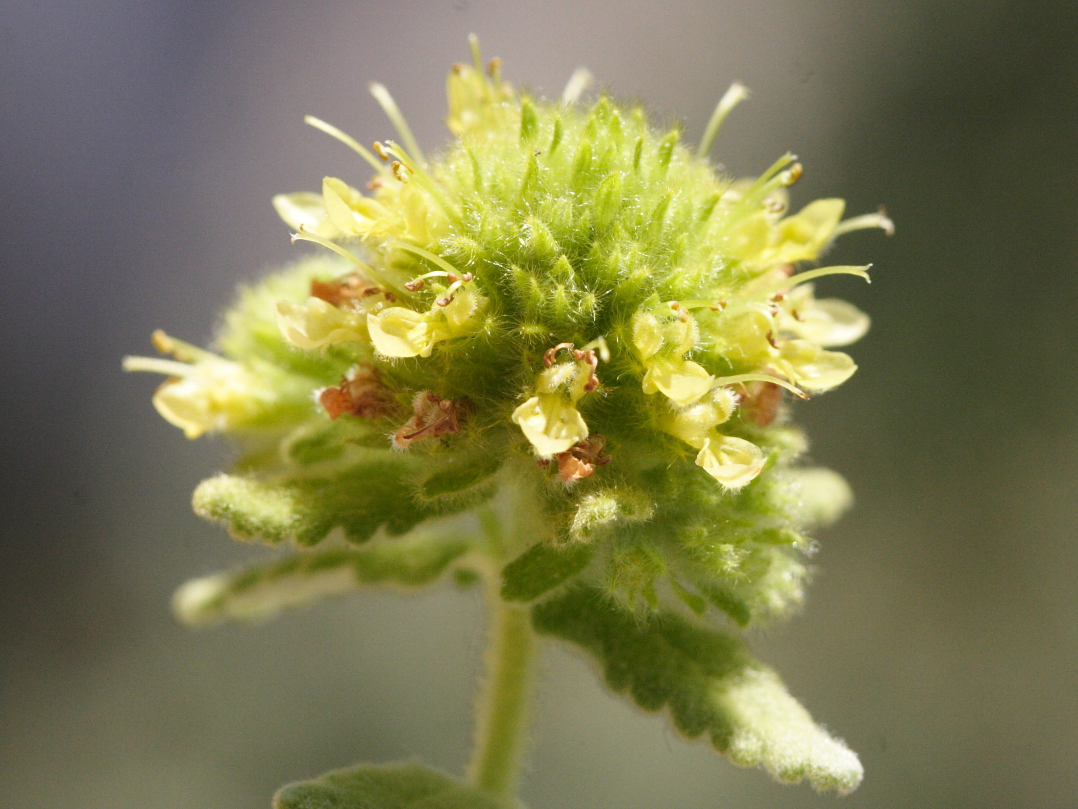 Teucrium_aureum