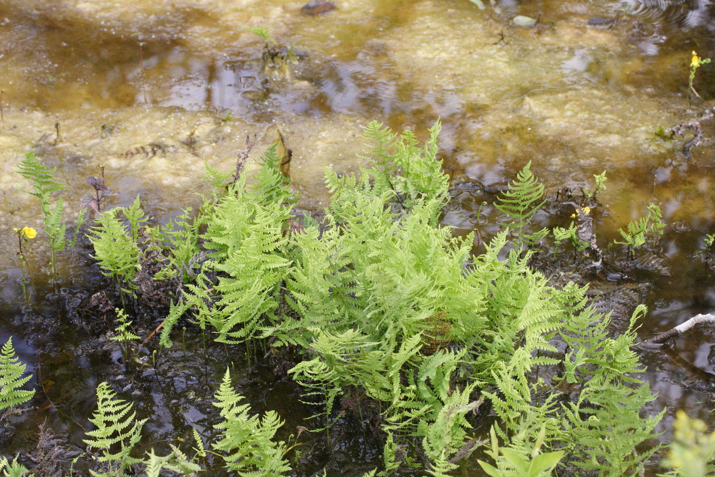 Afficher le média thelypteris_palustris6amd thelypteris_palustris6amd